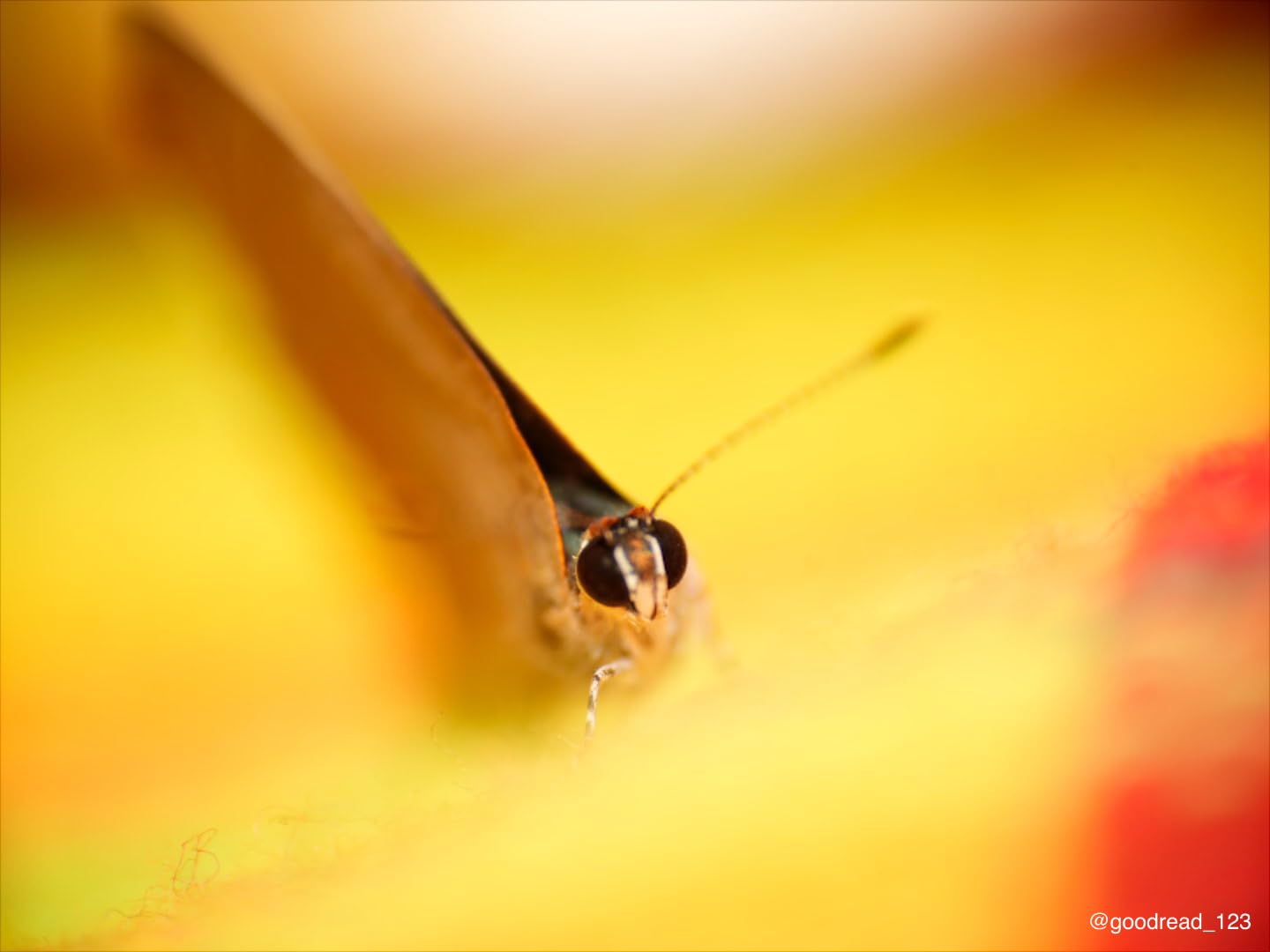 Laowa 100mm f/2.8 2X Ultra Macro APO Lens for Sony E Full Frame (Venus Optics) customer photo 1