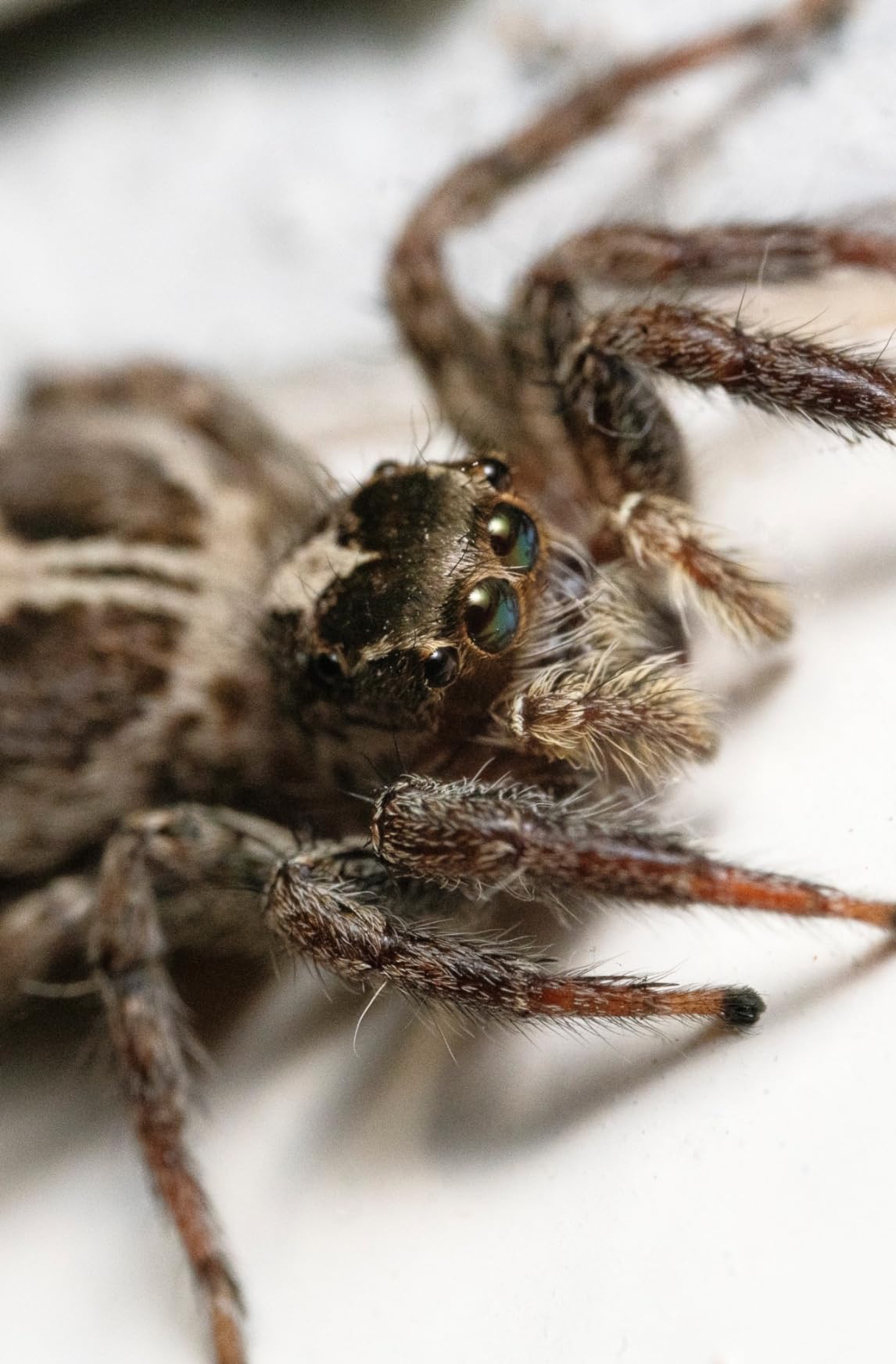 Laowa 100mm f/2.8 2X Ultra Macro APO Lens for Sony E Full Frame (Venus Optics) customer photo 2