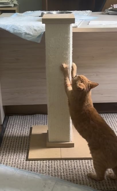SmartCat Pioneer Pet Ultimate Scratching Post (Beige) customer photo 1