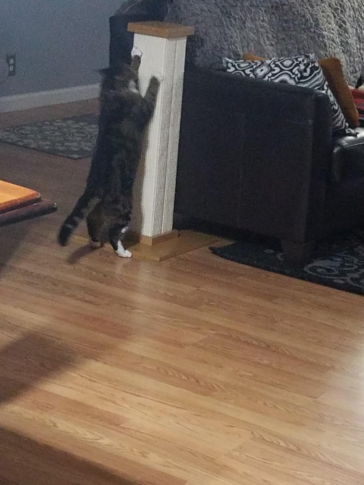 SmartCat Pioneer Pet Ultimate Scratching Post (Beige) customer photo 2