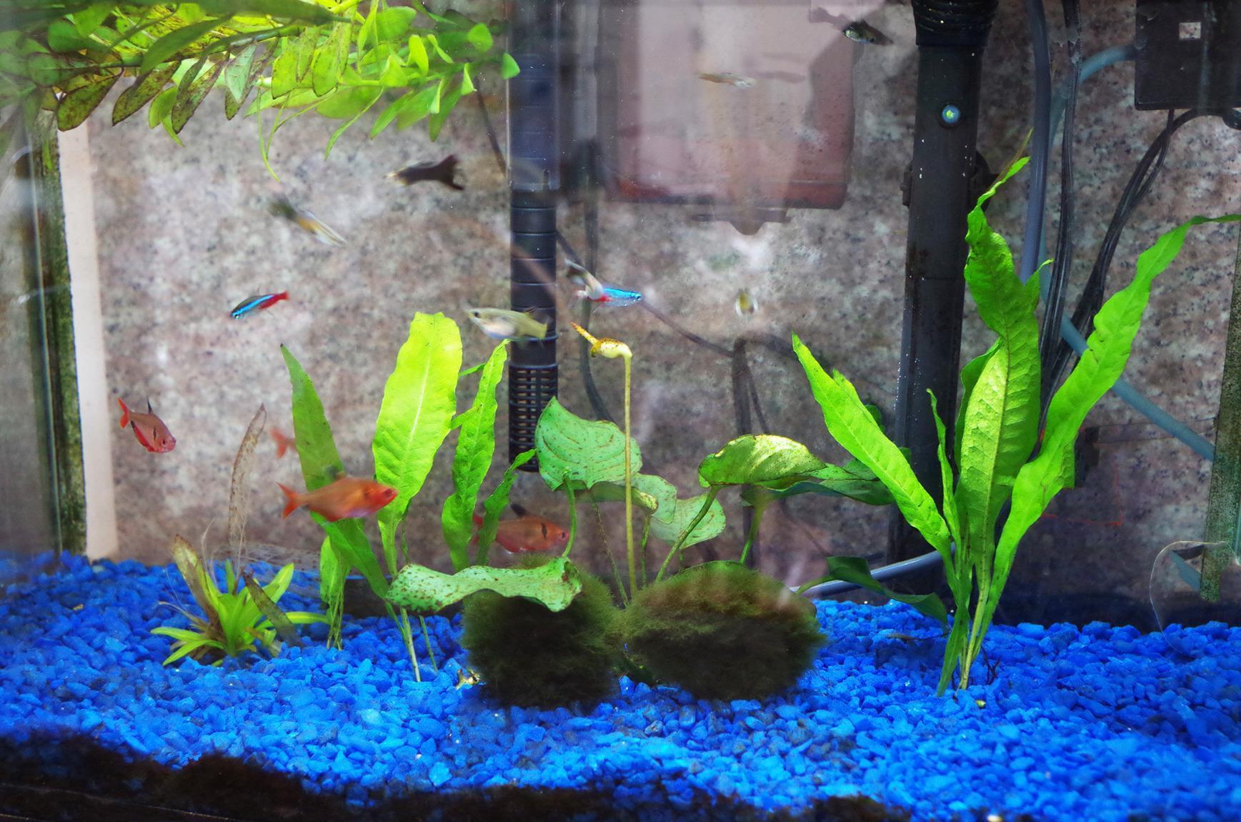 Fluval C4 Power Filter, Fish Tank Filter for Aquariums up to 70 Gal. customer photo 2