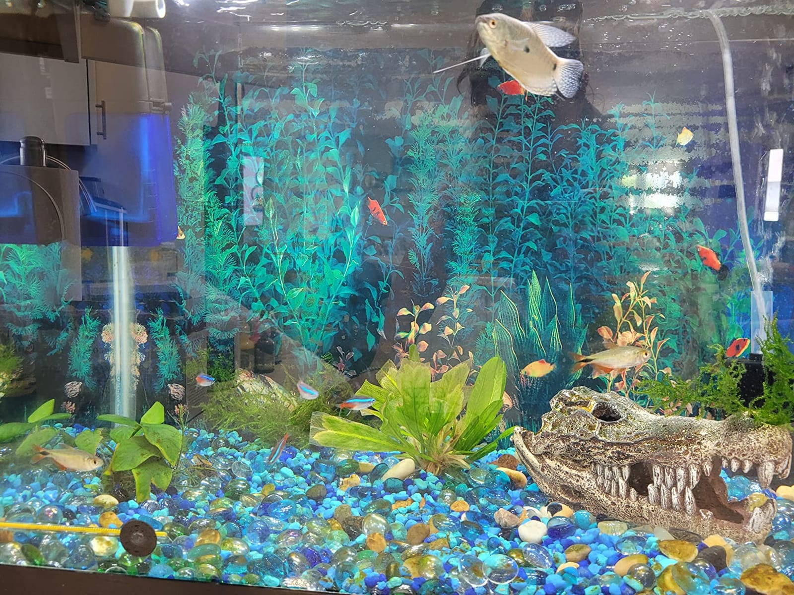 Aqueon Siphon Vacuum Aquarium Gravel Cleaner Mini - 5 Inches customer photo 2