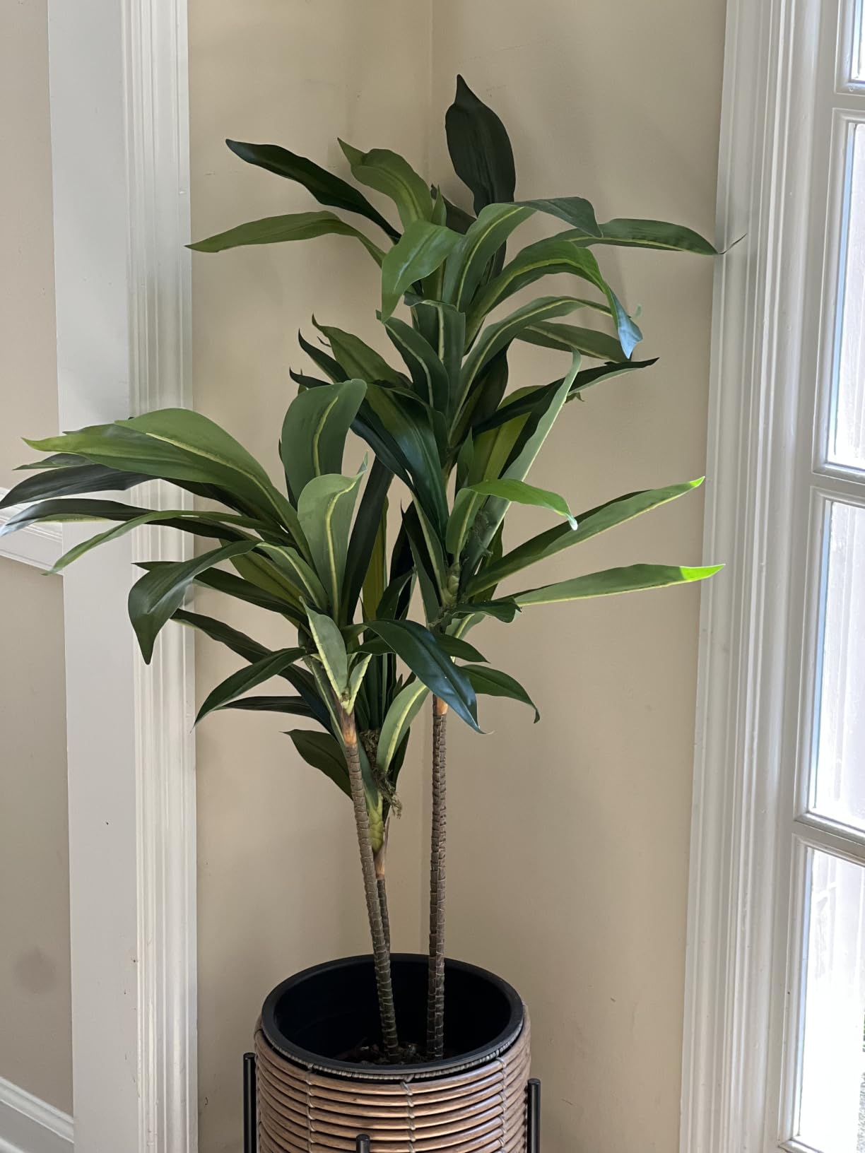 Nearly Natural 48 in Artificial Dracaena Real Touch Plant with Pot | Multi-Tonal Trunks, Large Indoor Silk Plant, Maintenance-Free, Living Room and Home Office Decor customer photo 1
