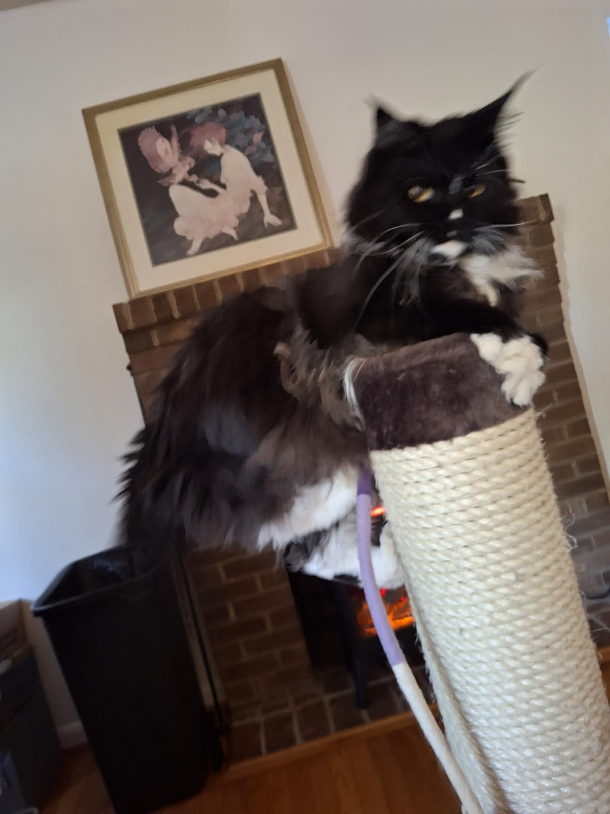 MidWest Homes for Pets Feline Nuvo Grand Forte Scratching Post, 41 Inches Tall, Heavy-Duty Sisal Post with Wide Base, Thick Brown Faux Fur, for Large and Multi-Cat Households customer photo 2