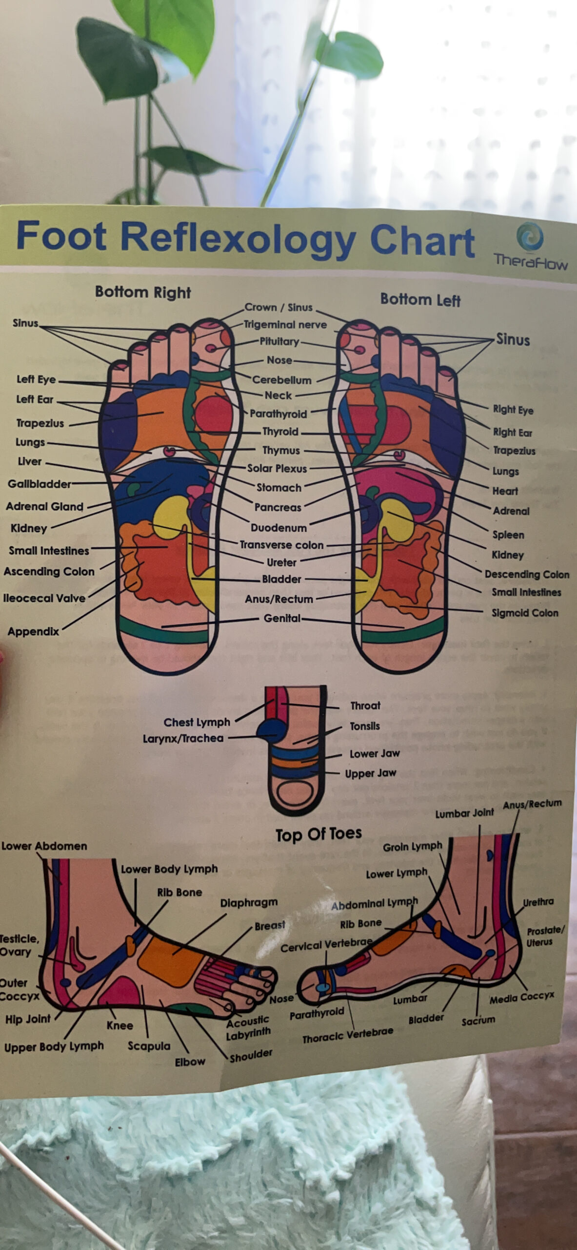 TheraFlow Foot Roller for Plantar Fasciitis Relief and Neuropathy Pain Relief for Feet - Wooden Foot Massager Roller Acupressure Tool with Reflexology Chart - Mom Gifts for Women and Men customer photo 2