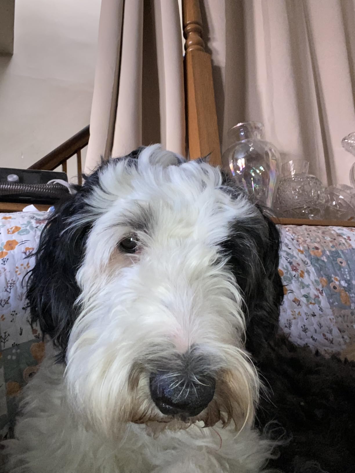 DNA MY DOG - Dog DNA Test Kit | 350+ Breeds Identified | 99%+ Accuracy | Allergy Risk Score | Personality & Behavior Insights | Results in 2-3 Weeks customer photo 1