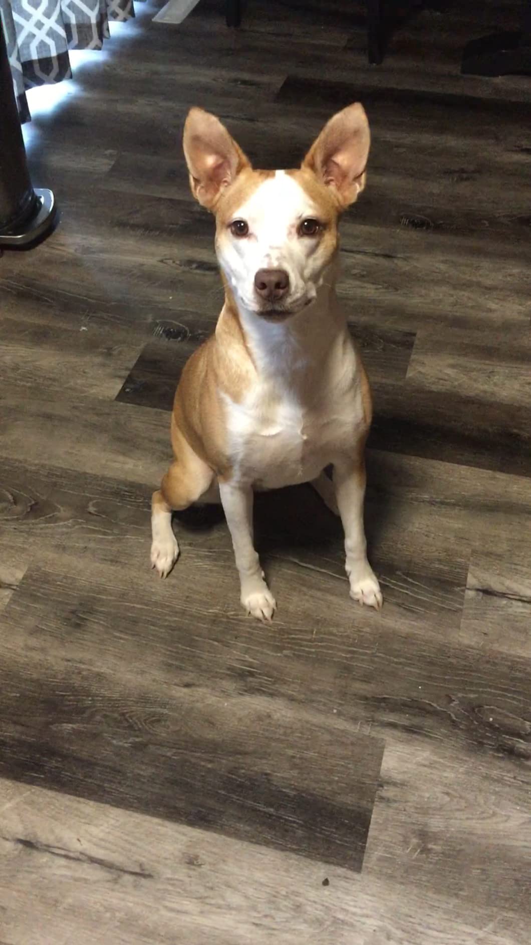 DNA MY DOG - Dog DNA Test Kit | 350+ Breeds Identified | 99%+ Accuracy | Allergy Risk Score | Personality & Behavior Insights | Results in 2-3 Weeks customer photo 2