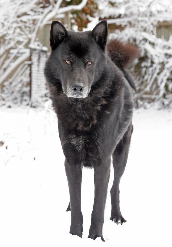 Wisdom Panel Breed Discovery Dog DNA Testing Kit - Most Accurate Dog Breed Identification - Test for 430+ Breeds, MDR1 Health Test, Ancestry, Relatives customer photo 2