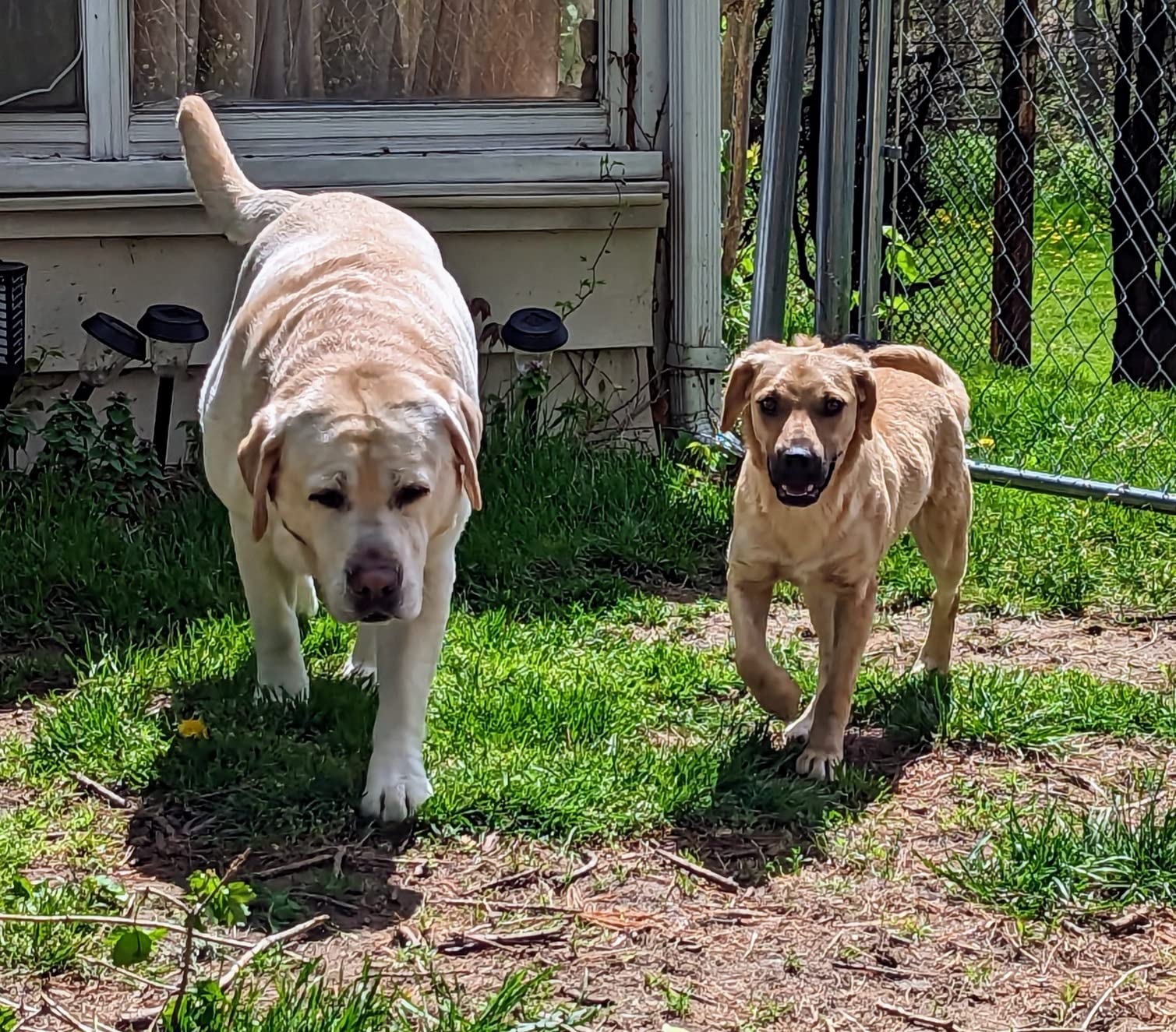 Embark Breed & Health Dog DNA Test - 400+ Breeds, 270+ Health Risks | Only dog DNA testing kit with allergy risk scores. Coat and size traits, canine relative finder, genetic cancer risk score. customer photo 1