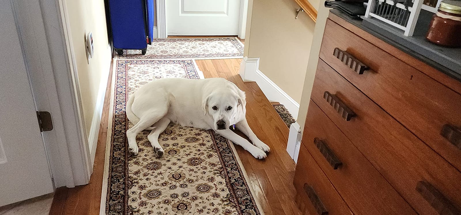 Embark Breed & Health Dog DNA Test - 400+ Breeds, 270+ Health Risks | Only dog DNA testing kit with allergy risk scores. Coat and size traits, canine relative finder, genetic cancer risk score. customer photo 2