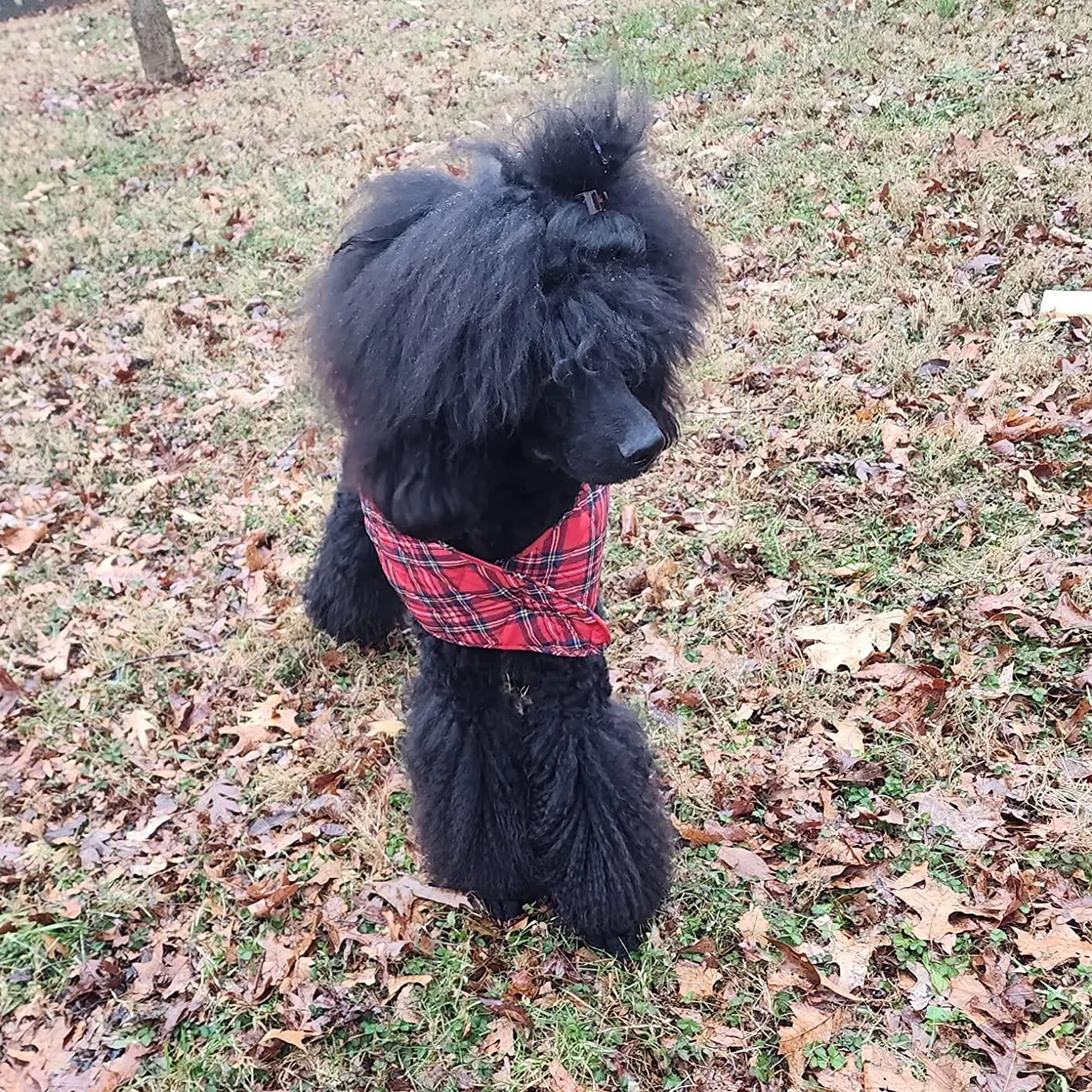 Embark Purebred Dog DNA Test - 270+ Genetic Health Conditions, 55 Physical Traits, Coefficient of Inbreeding (COI), Relatives, Breed Confirmation customer photo 1