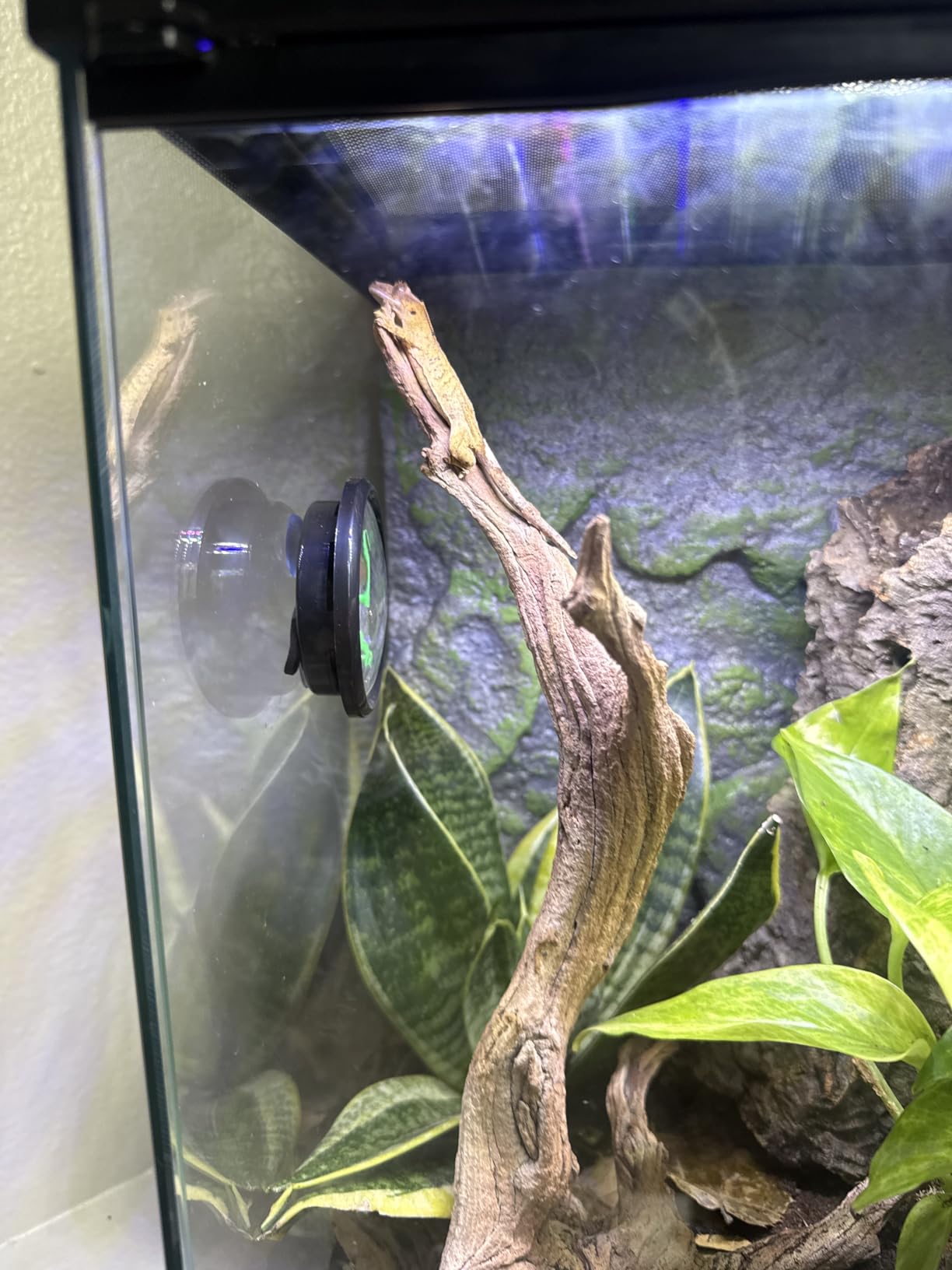 Zilla 11 Gallon Glass Tropical Vertical Terrarium Kit | Easy access for care, gecko tank for small arboreal pets, front-opening door, hinged screen top, tall terrarium customer photo 2