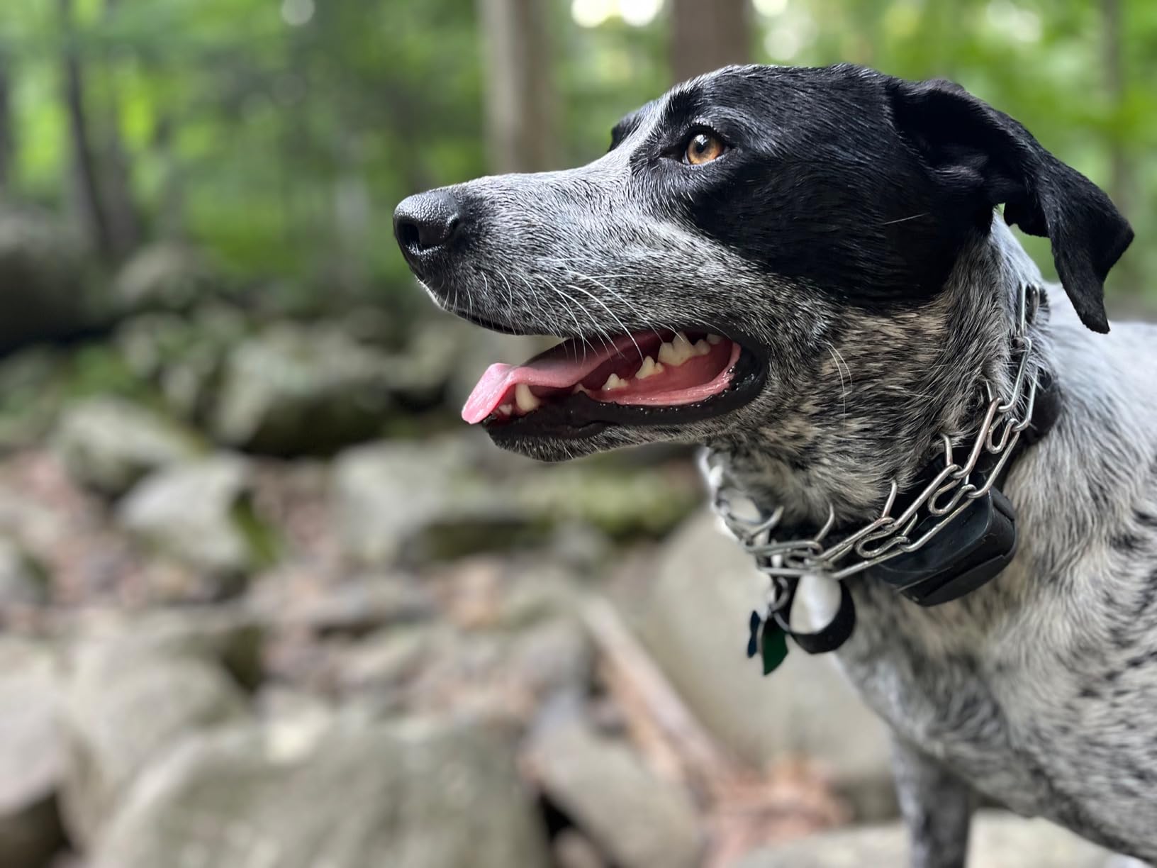 SportDOG SportHunter 825X Remote Dog Trainer, 1/2 Mile Range | Built For In-The-Field Training with Longer Ranging Dogs, 21 Levels of Static, Tone or Vibration, Waterproof to 25 ft customer photo 1