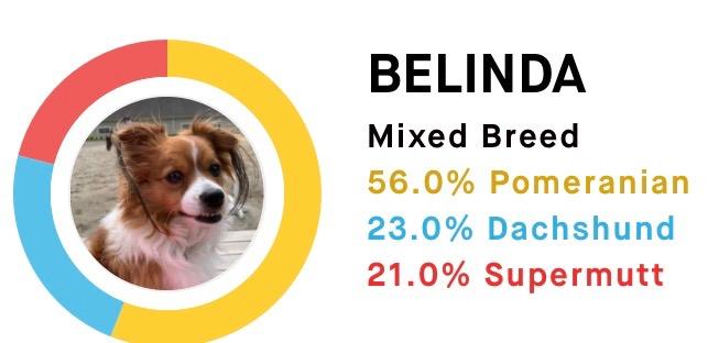 Embark Breed ID Dog DNA Test Kit - 400+ Breeds, 99% Breed Accuracy | Dog DNA testing kit for mixed breeds. Ancestry to great-grandparents, relative finder & family tree. Largest dog database. customer photo 2