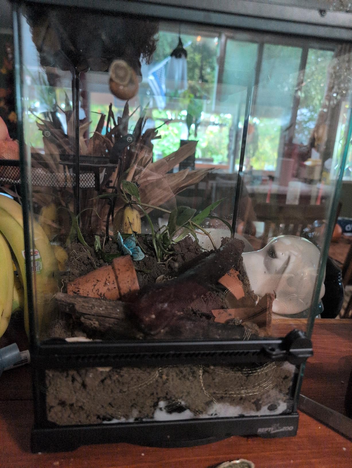 REPTI ZOO Mini Reptile Glass Terrarium, Front Opening Door Full View Visually Appealing Mini Reptile or Amphibians Glass Habitat customer photo 2