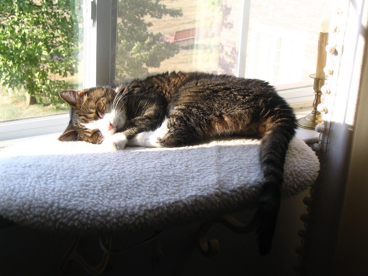 K&H Cat Window Perch, Unheated Kitty Sill, 24x14in, Fleece | Orthopedic Cat Window Hammock Bed Holds 40LBS, Washable Cover, Kitty Windowsill Bed Seat for Indoors, Cream Fleece customer photo 1