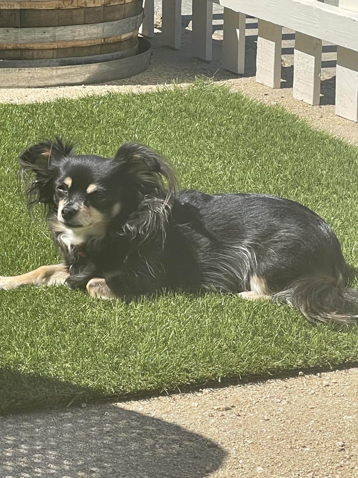 Petgrow 1.38Inch Realistic Artificial Grass Turf-5FTX10FT, Custom Size | Indoor Outdoor Garden Lawn Landscape Synthetic Grass Mat With Drainage Holes, Thick Fake Grass Party Wedding Christmas Rug customer photo 2