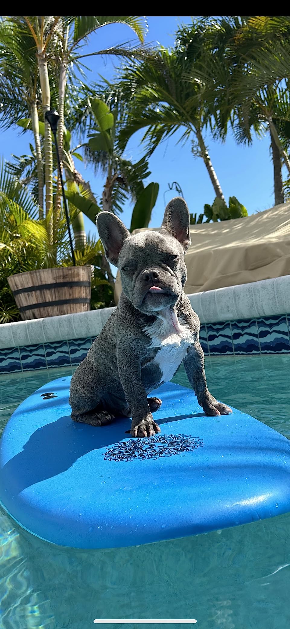 4'4 Beginner Soft Top Surfboard for Kids & Adults - Foam Surfboard + Fins & Leash - Use as Bodyboard, Boogie Board, or Softboard customer photo 1