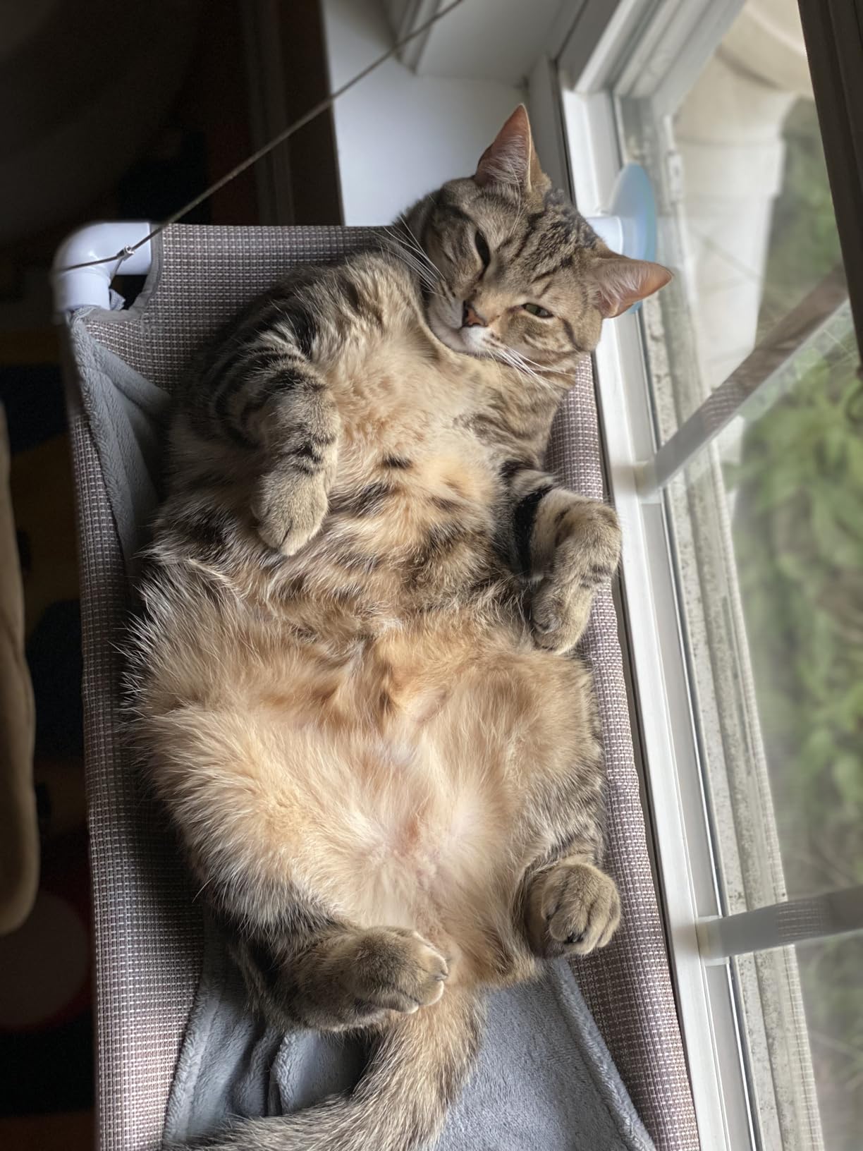 PEFUNY Cat Window Hammock - Mess-Free Waterproof Cats Window Perch for Large Cats, Strong Suction Cup Hammock with Flannel Cover, Indoor Cat Seat, Beige customer photo 1