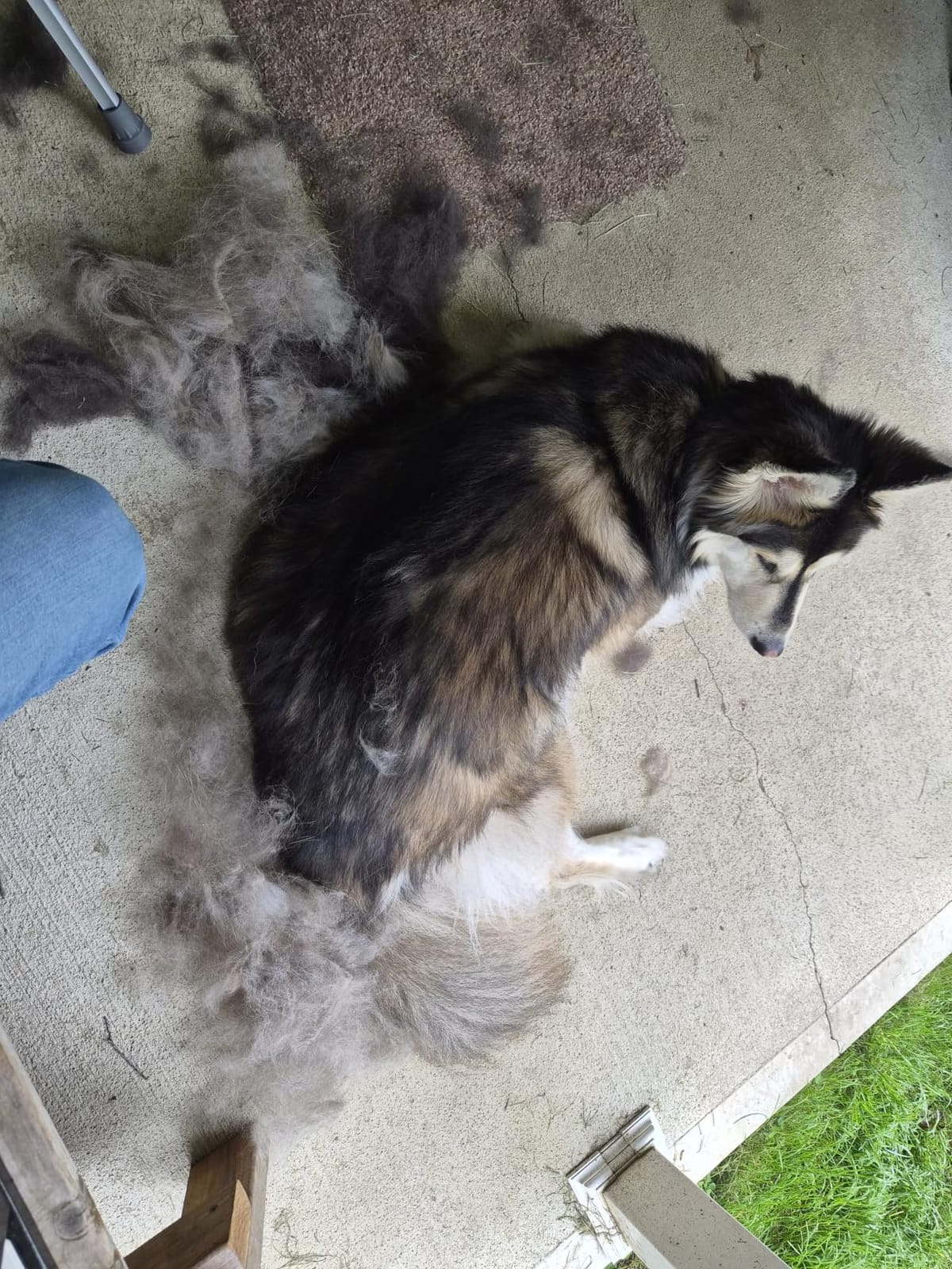 FURminator Large Dog Undercoat deShedding Tool for Long Hair | Reduces Loose Hair From Shedding, Easy Clean-Up, For Dogs Over 50 lbs, Use Weekly, Ergonomic Handle For Comfort customer photo 1