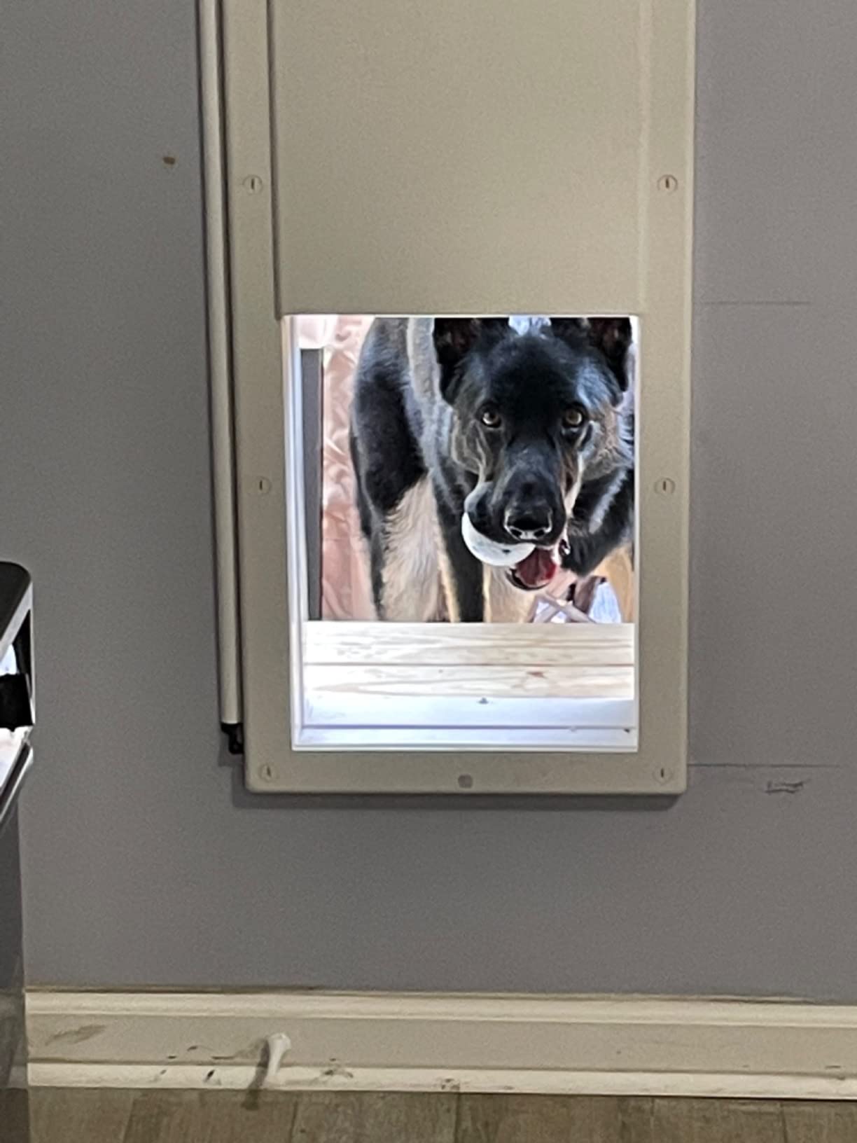 Power Pet Smart Automatic Electronic Pet Door by High Tech Pet (Wall Mount, Large, Non-WiFi) customer photo 2
