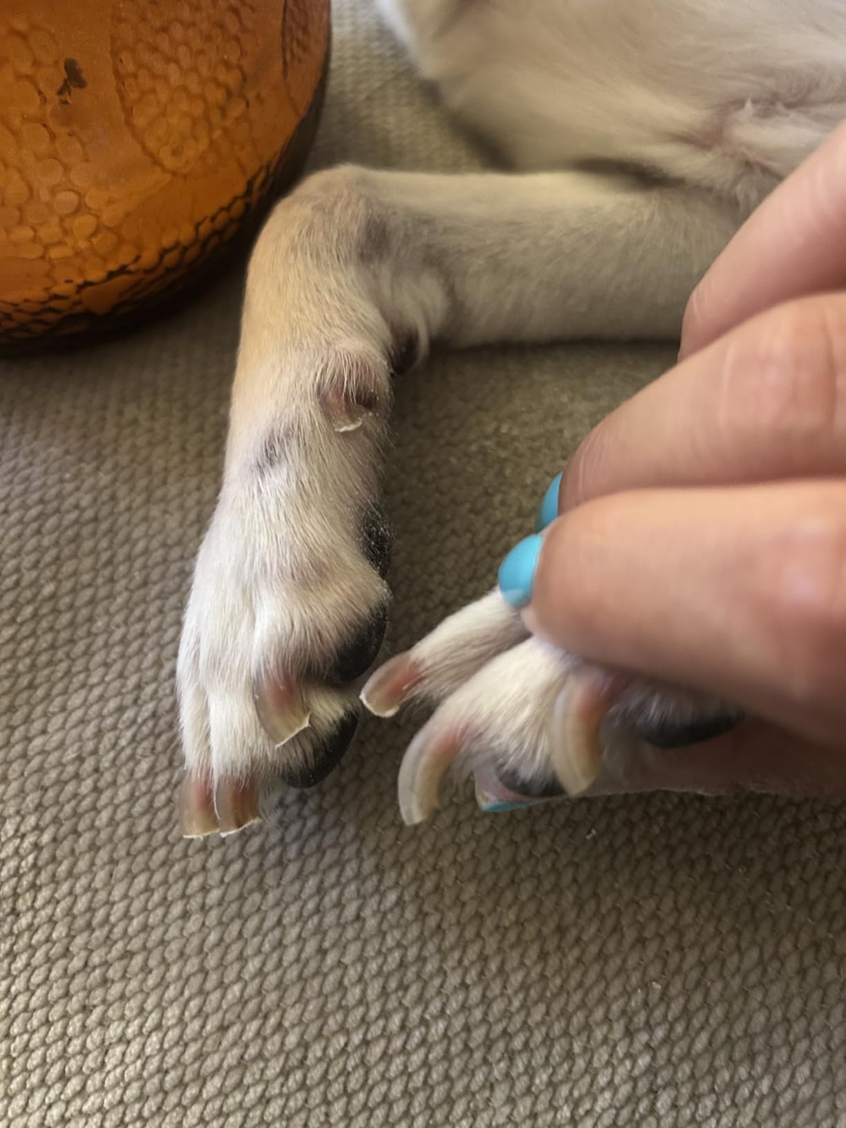 Casfuy Dog Nail Grinder Upgraded - Professional 2-Speed Whisper-Quiet Electric Pet Nail Trimmer Painless Paws Grooming & Smoothing for Small Medium Large Dogs & Cats (Dark Blue) customer photo 1