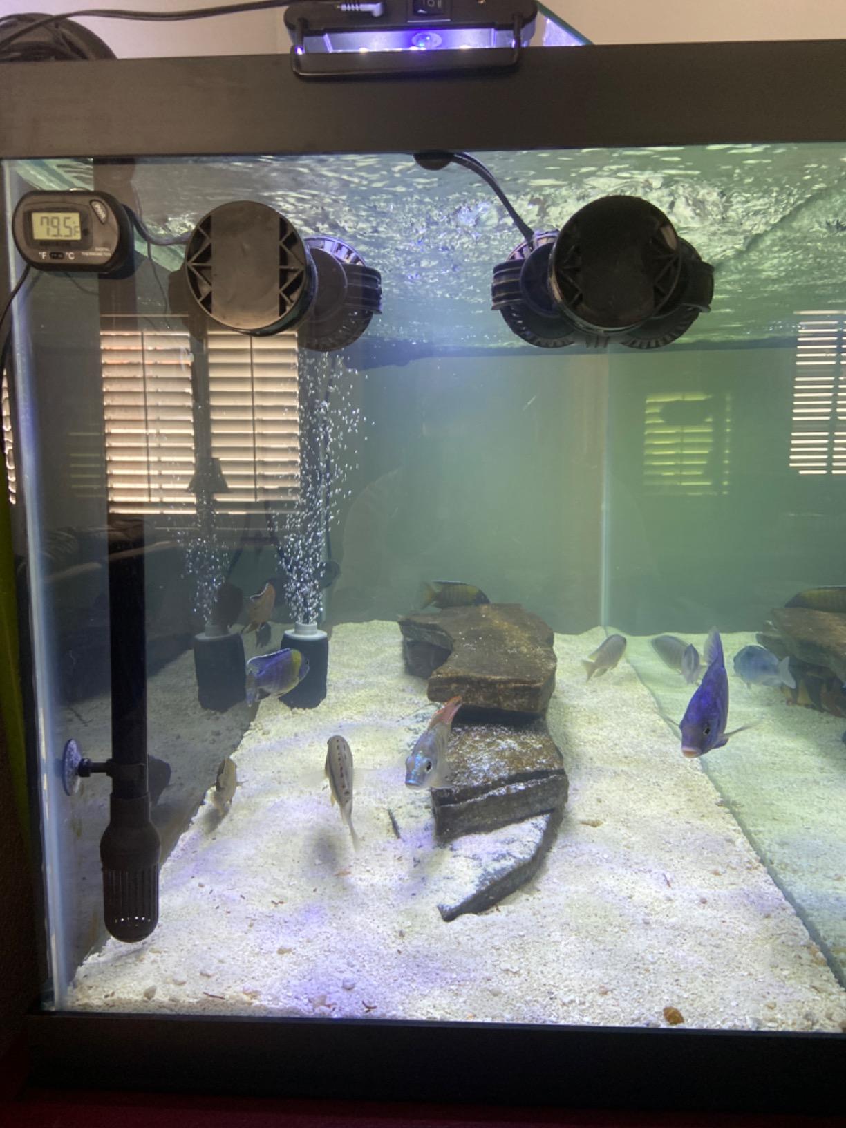 FREESEA Magnetic Wave Maker for Aquarium: 1s Mounts on 15mm Glass Secure | 8W 1600GPH 180 Degree Adjustable Dual Heads Eliminate Dead Spots Improve Water Quality for 55-125 Gallon Fish Tank customer photo 2
