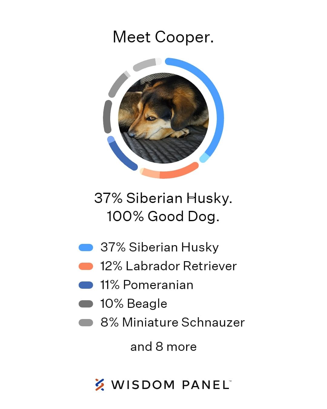 Wisdom Panel Essential Dog DNA Testing Kit - Most Accurate Test for 430+ Dog Breeds, 30 Genetic Health Conditions, 50+ Traits, Relatives, Ancestry, 1 Pack customer photo 1