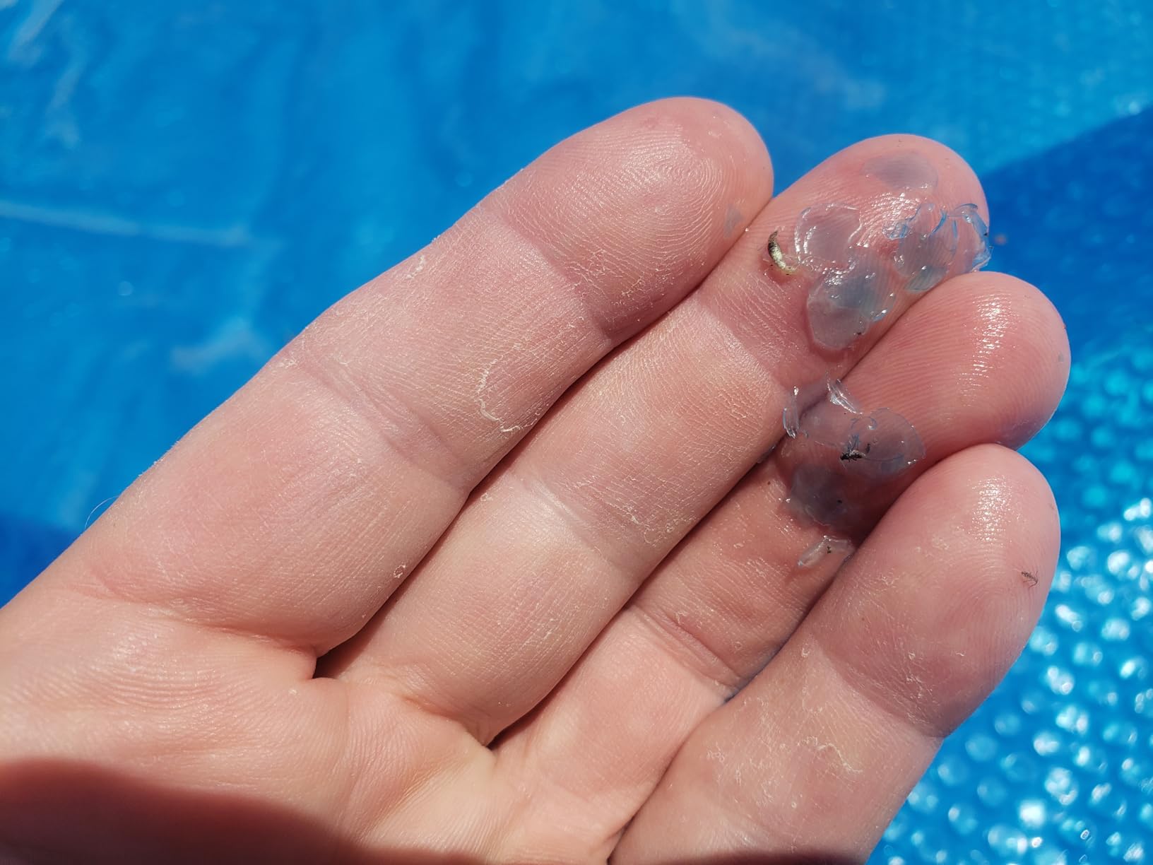 Doheny's Clear-Tek Micro Bubble Solar Pool Cover for Above Ground Swimming Pools | Increase Solar Energy Absorption, Retain Heat, Reduce Evaporation | 18 ft Round Blue 1600 customer photo 1