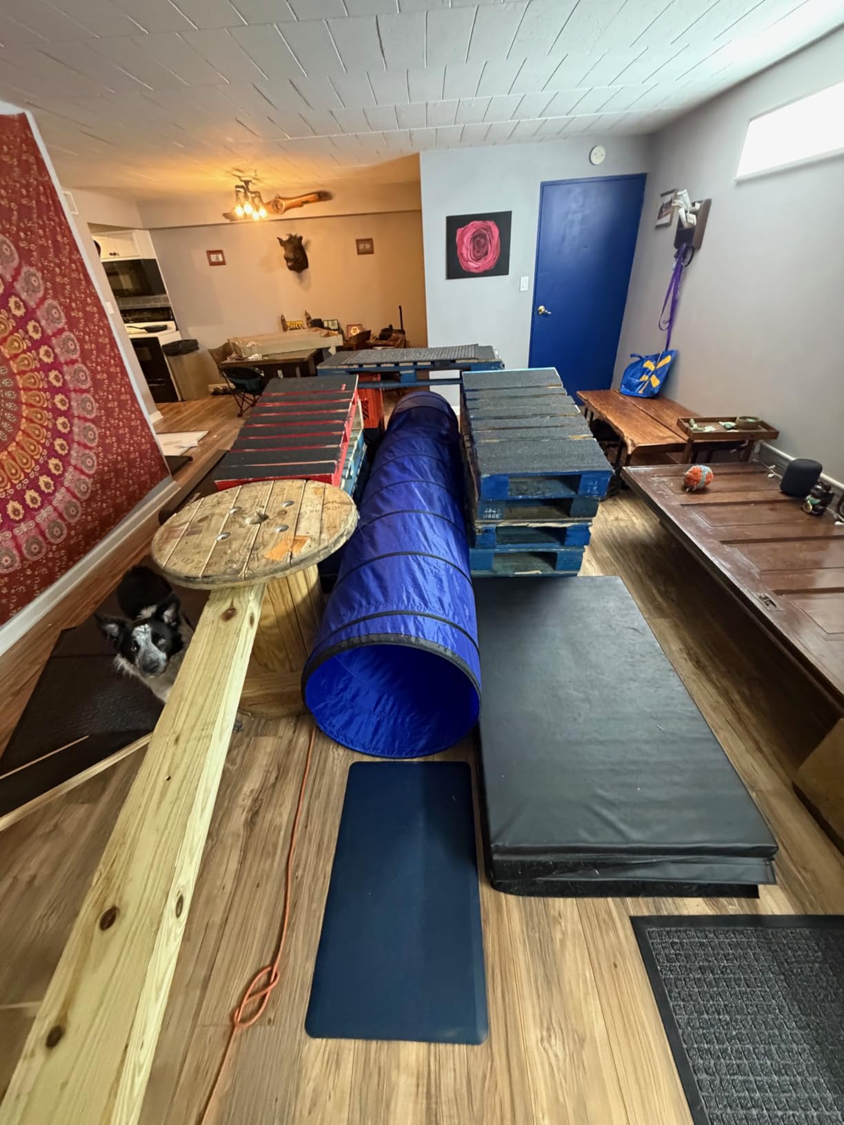 Better Sporting Dogs 10 Foot Dog Agility Tunnel customer photo 1