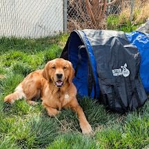 Better Sporting Dogs 10 Foot Dog Agility Tunnel customer photo 2