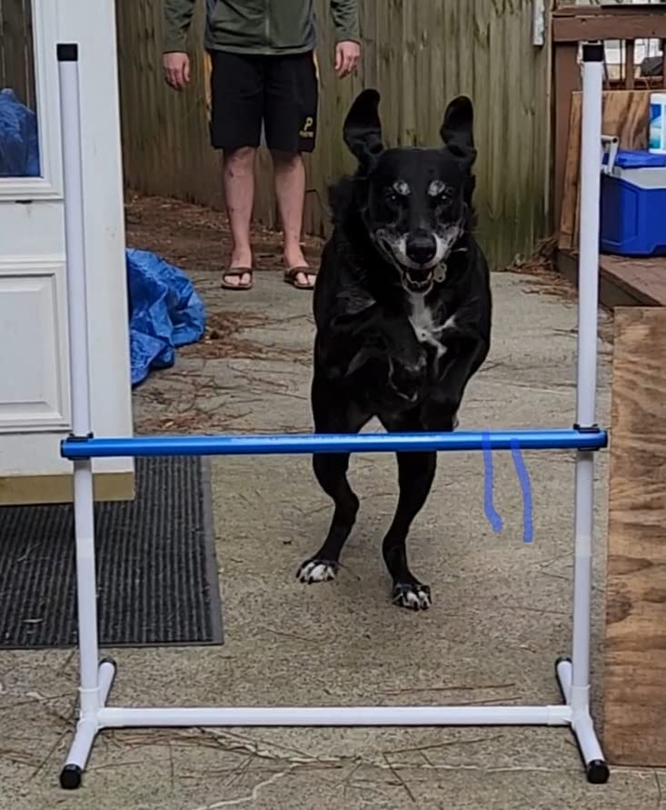 Better Sporting Dogs Complete Starter Agility Set for Dogs, 5 Piece - Agility Jump, Tire Jump, Weave Poles, 10' Tunnel with Sandbags, Pause Box customer photo 2