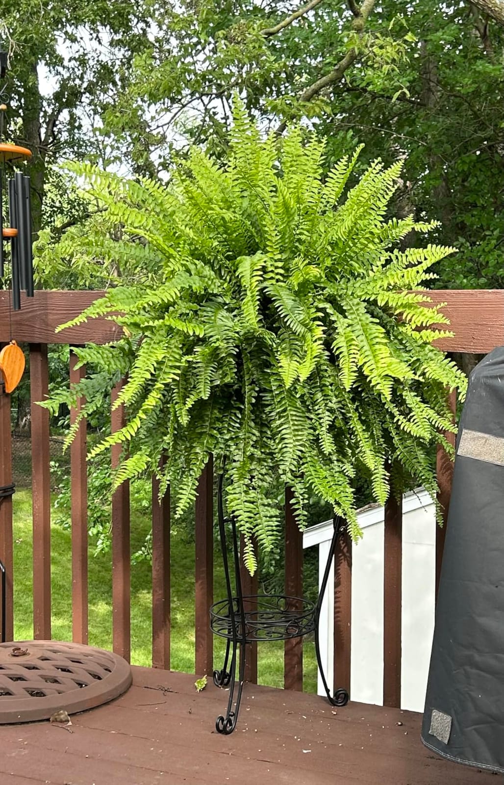 TREEZITEK 11.8 inches Diameter Tall Metal Plant Stand for Indoor or Outdoor,Heavy Duty Flower Pot Stand Rack Holds Big Heavy Plants,Black (18.9 INCHES TALL) customer photo 1