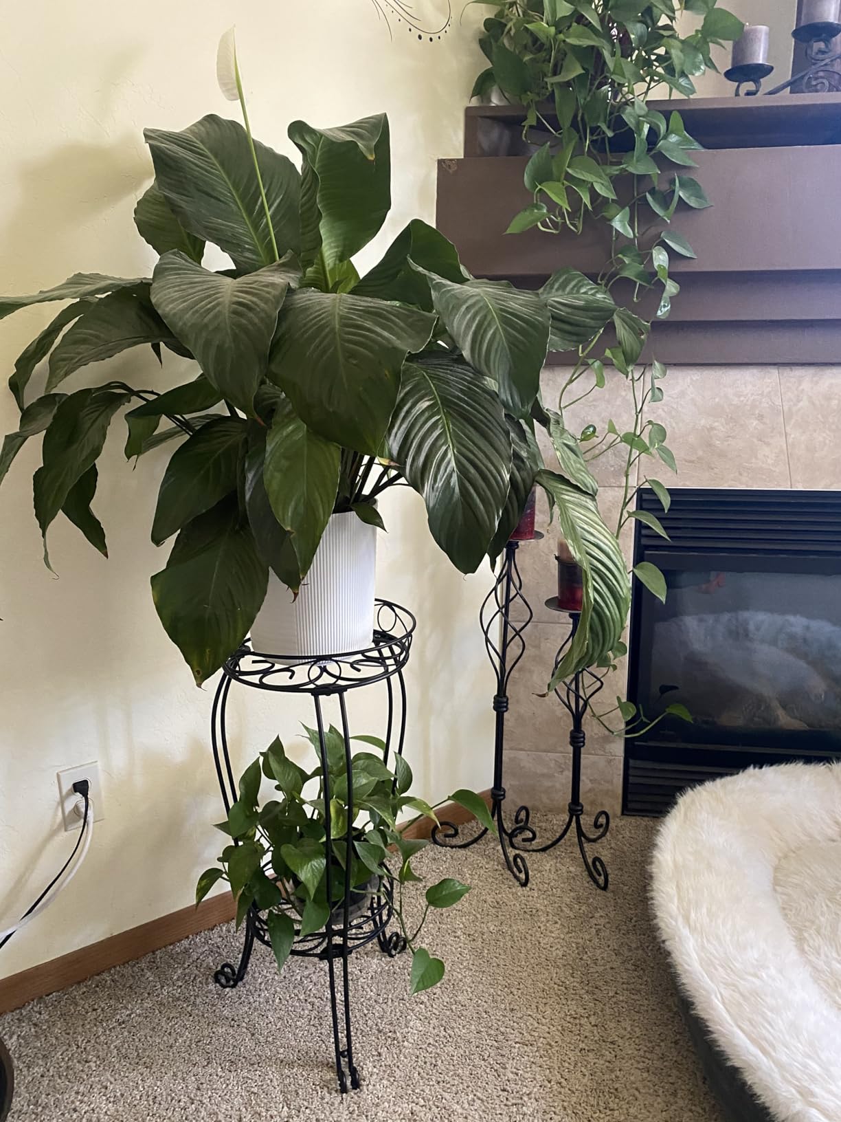 TREEZITEK 11.8 inches Diameter Tall Metal Plant Stand for Indoor or Outdoor,Heavy Duty Flower Pot Stand Rack Holds Big Heavy Plants,Black (18.9 INCHES TALL) customer photo 2