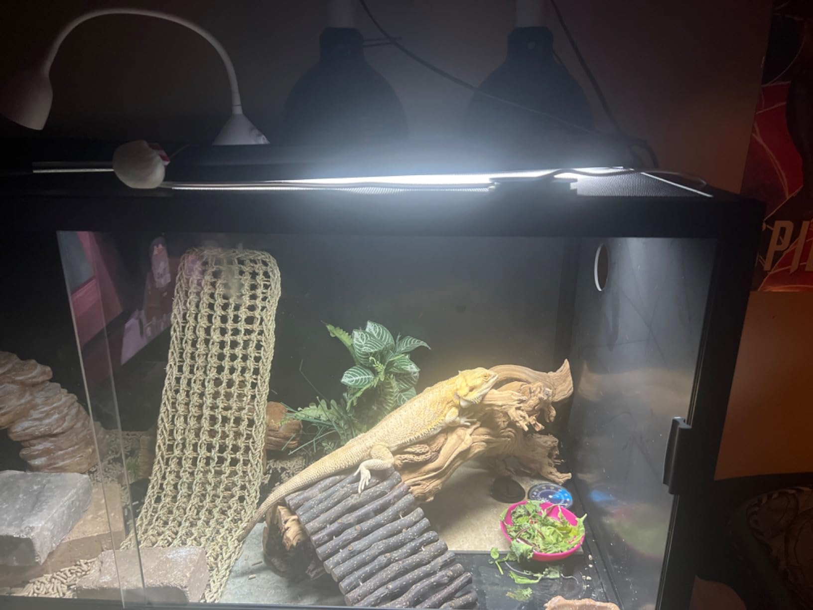 REPTI ZOO T5 HO UVB Lighting Combo Kit, Terrarium Hood Comes with Desert 10.0 UVB T5 Lamp (24W) customer photo 1