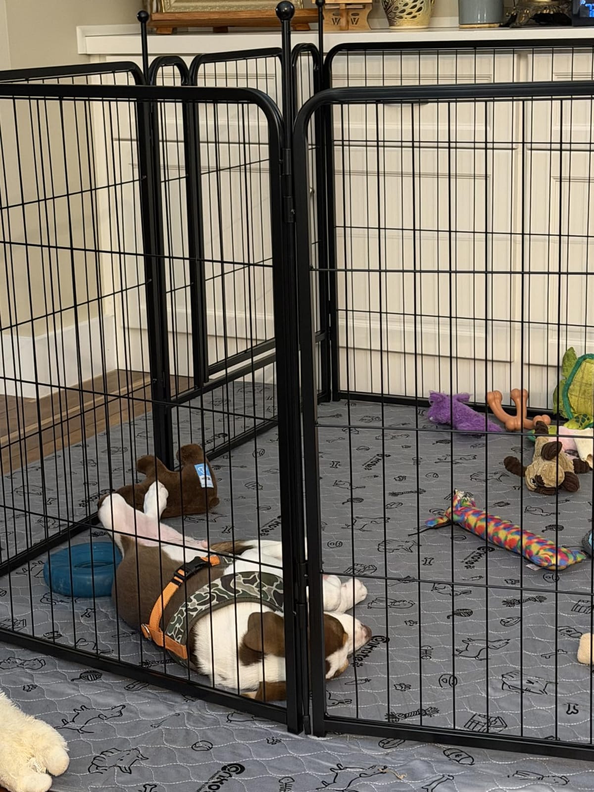 FXW Rollick Dog Playpen, Indoor, Yard & RV Camping, 32