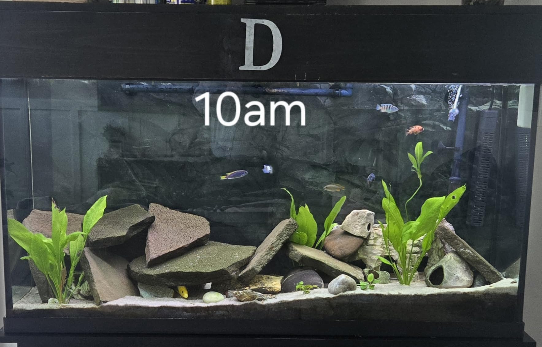 hygger 42W 24/7 Lighting Aquarium LED Light, Sunrise-Daylight-Moonlight Mode and DIY Mode, Timer Adjustable Brightness Fish Tank Light with Extendable Bracket 7 Colors for Planted Tank customer photo 2
