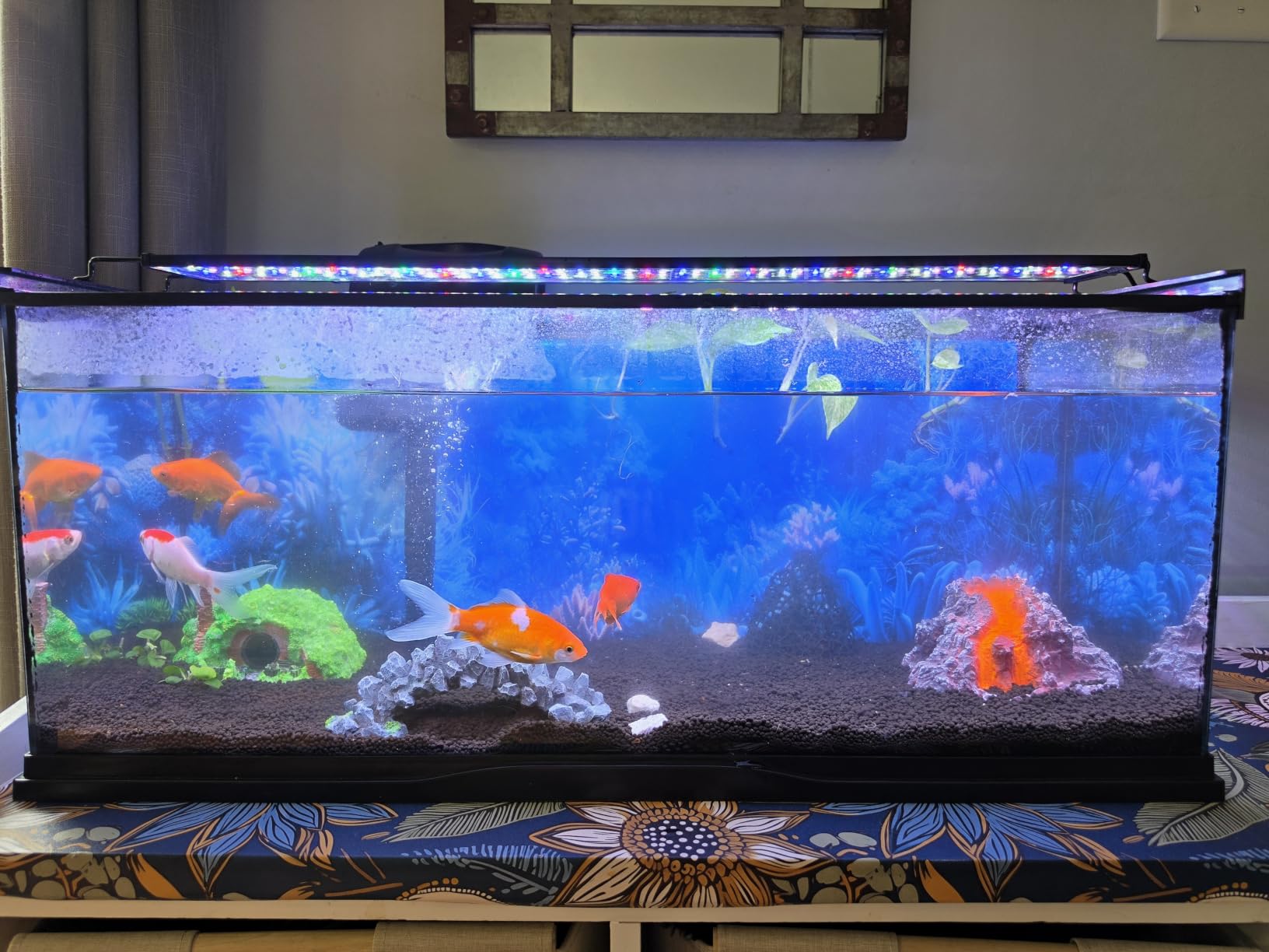 hygger Advanced LED Aquarium Light with Timer, 24/7 Lighting Cycle & DIY Mode, Full Spectrum Fish Tank Light for 48-54 in Freshwater Planted Tank customer photo 2