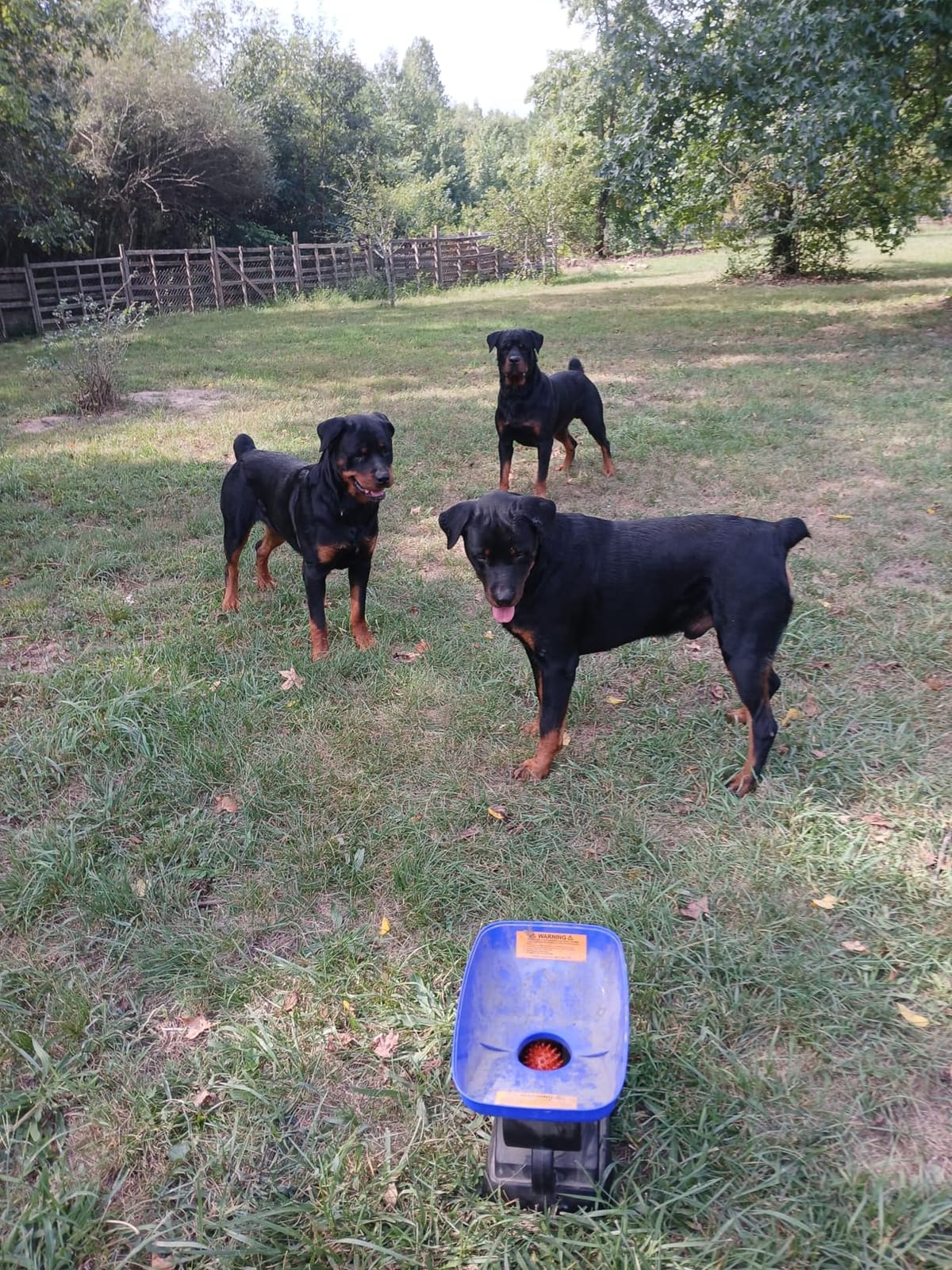 Franklin Sports Ready Set Fetch Automatic Tennis Ball Launcher - Black | Plug-In Power Adapter, No Batteries Required, Adjustable Throw Distance, Audible Safety Alert, Great For Large + Medium Dogs customer photo 2