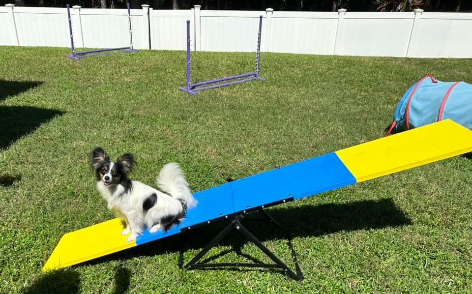 Better Sporting Dogs Practice See Saw Dog Agility Teeter customer photo 1