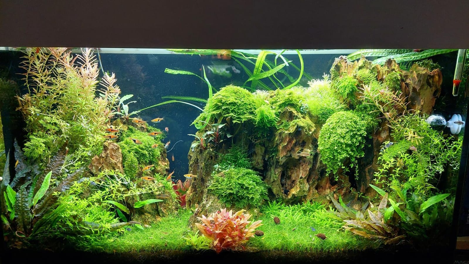 Freesea Automatic Fish Feeder for Aquarium: One-Touch Easy Setup & 3 Timers | 7-14 Day Supply with 200ML Food Dispenser - Worry-Free Vacation Feeding for Betta Turtle Tank customer photo 1