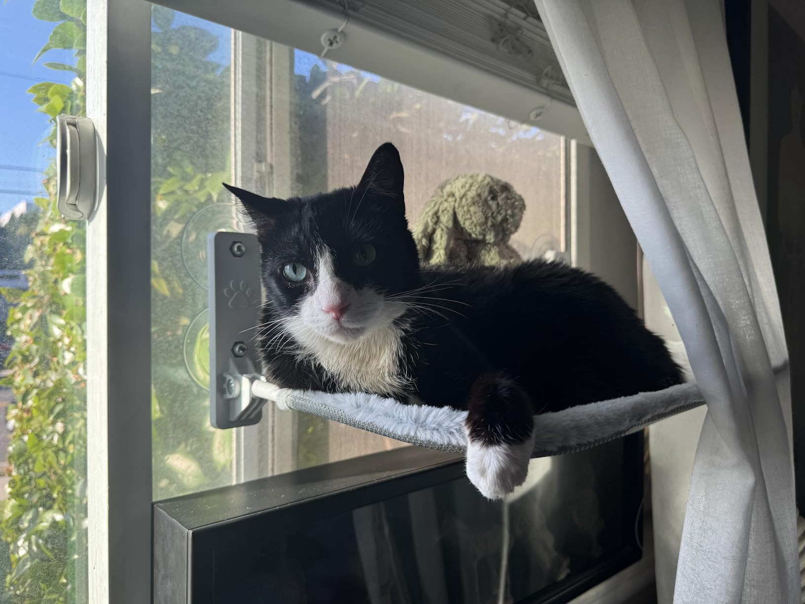 AMOSIJOY Foldable Cat Window Perch with Metal Frame, M Gray | Reversible Cover with Soft Plush & Mesh, Machine Washable, Cordless Cat Hammock Bed with 4 Strong Suction for Large Cats customer photo 2