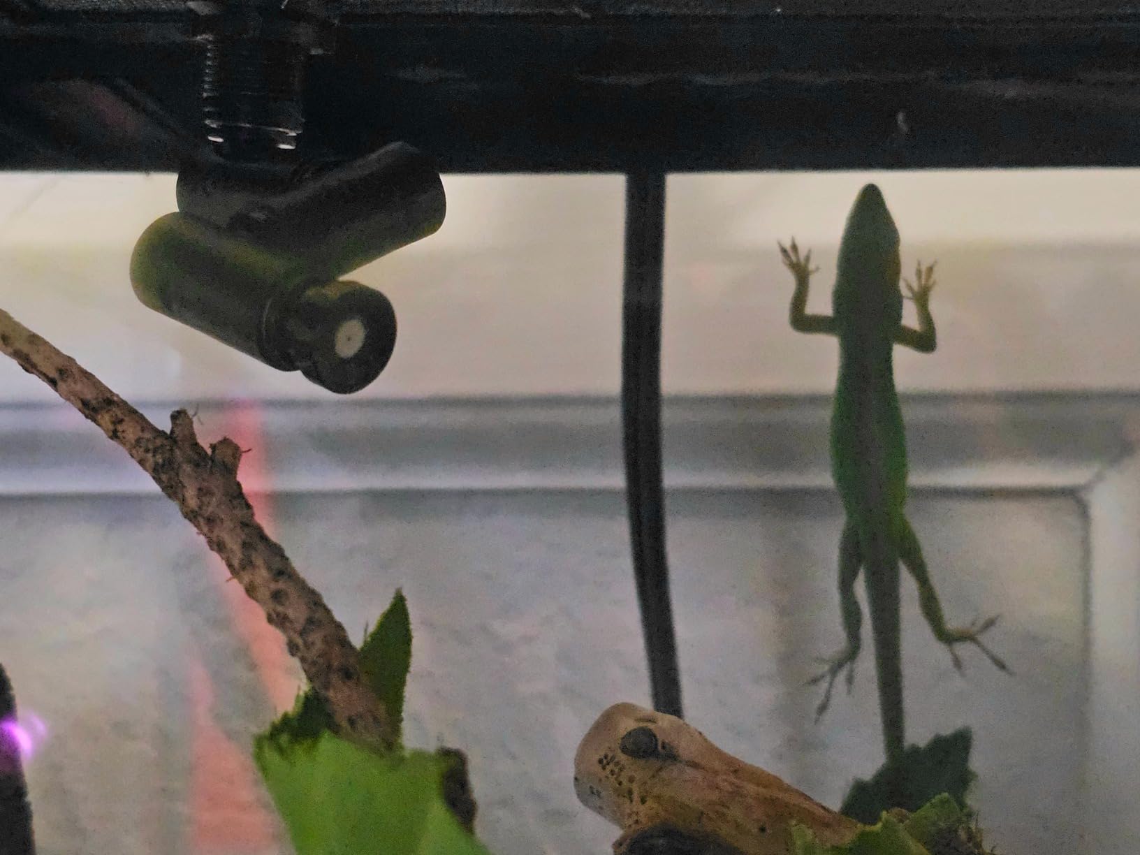 MYGIIKAKA Reptile Fogger Automatic Reptile Mister Fogger for Terrarium, Timed Terrariums Humidifiers for Chameleon/Lizard/Snake/Turtle/Frog customer photo 2