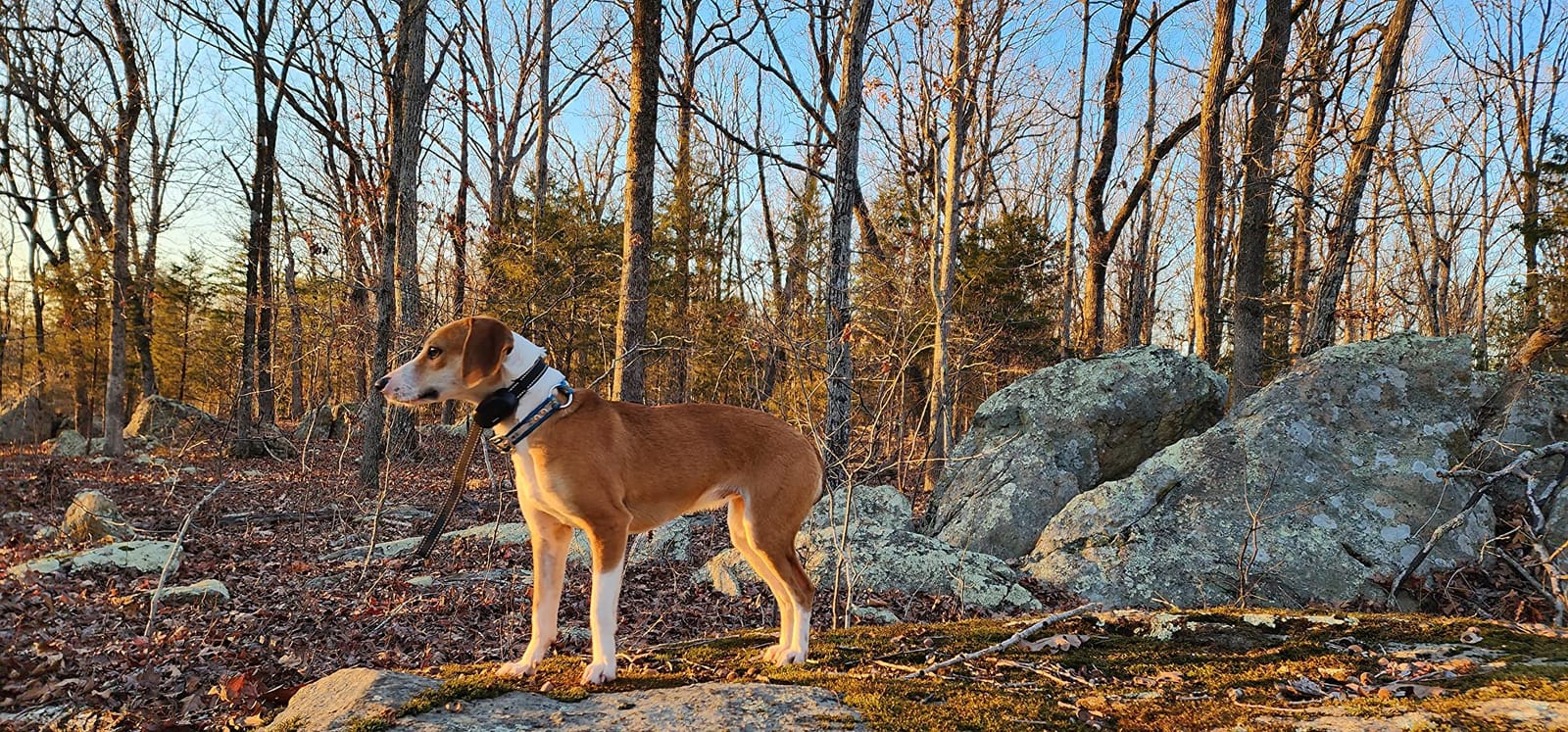Dog Shock Collar, Electric Dog Training Collar with Remote & 4-Channels | Rechargeable E-Collar Waterproof Collars with 3 Training Modes & Security Lock for All Breeds, Sizes customer photo 1