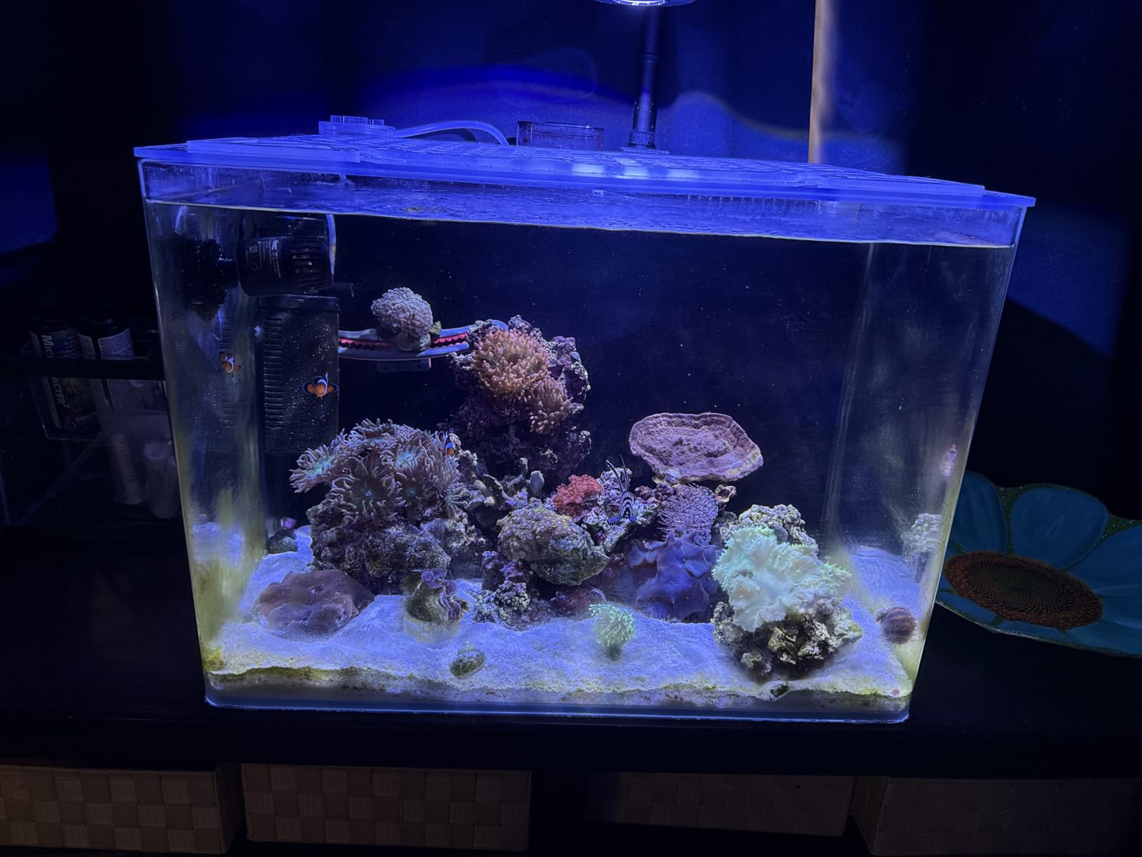 hygger Mini Wave Maker for 15-40 Gallon Aquarium with Magnetic Mount Quiet Powerhead for Saltwater and Freshwater Fish Tank 530 GPH customer photo 2