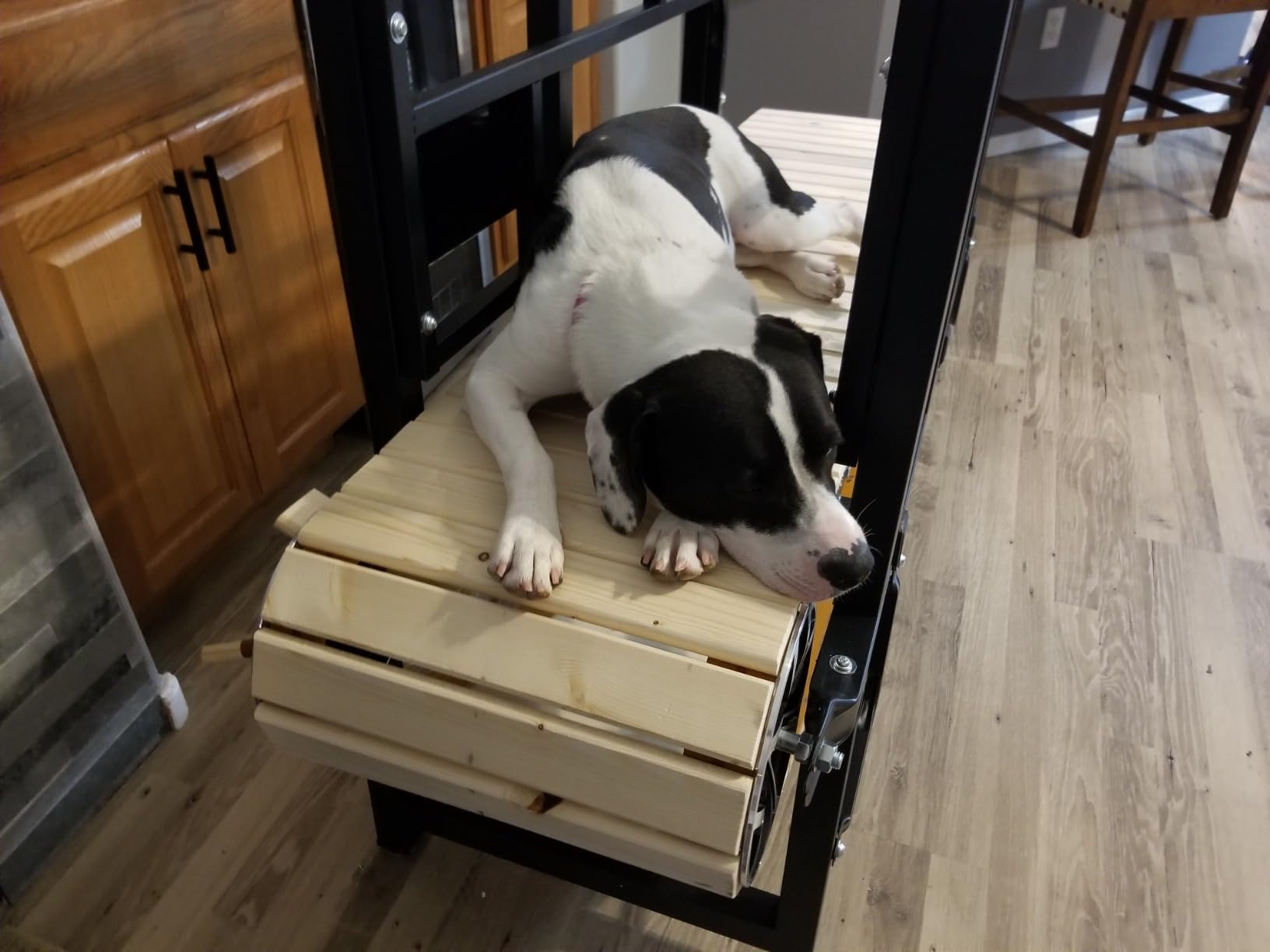 PawPaw's Dog Treadmill for Large Dogs, Medium Dogs with Brake. Dog Slatmill for Healthy & Fit Dog Life, Dog Treadmill for Indoor & Outdoor. Treadmill for Dogs up to 330 lbs customer photo 1