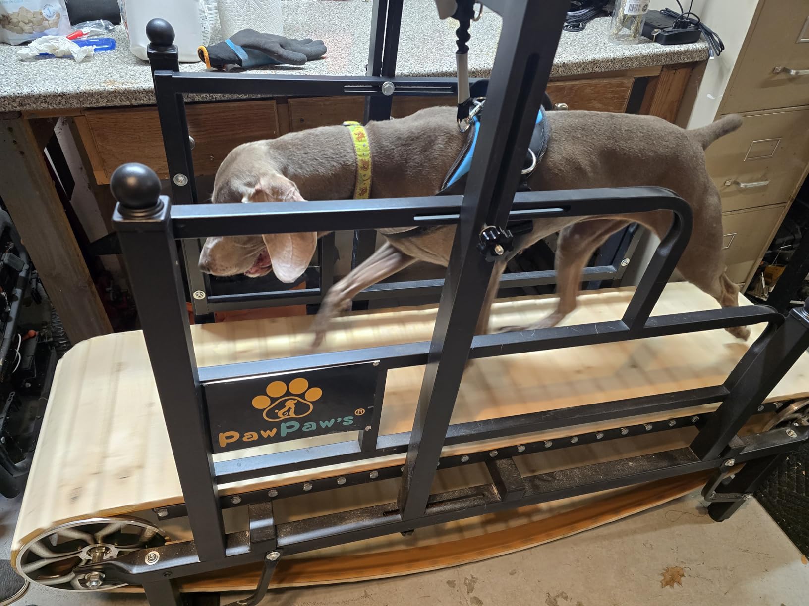 PawPaw's Dog Treadmill for Large Dogs, Medium Dogs with Brake. Dog Slatmill for Healthy & Fit Dog Life, Dog Treadmill for Indoor & Outdoor. Treadmill for Dogs up to 330 lbs customer photo 2