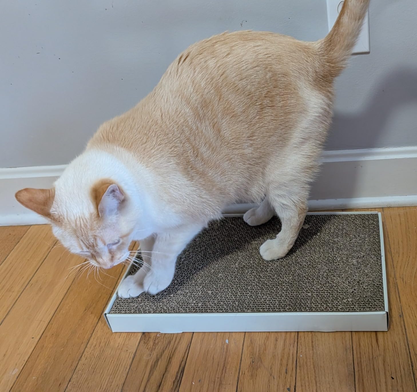 Amazon Basics Corrugated Cardboard Cat Scratcher, Scratching Board, Reversible, 17.4