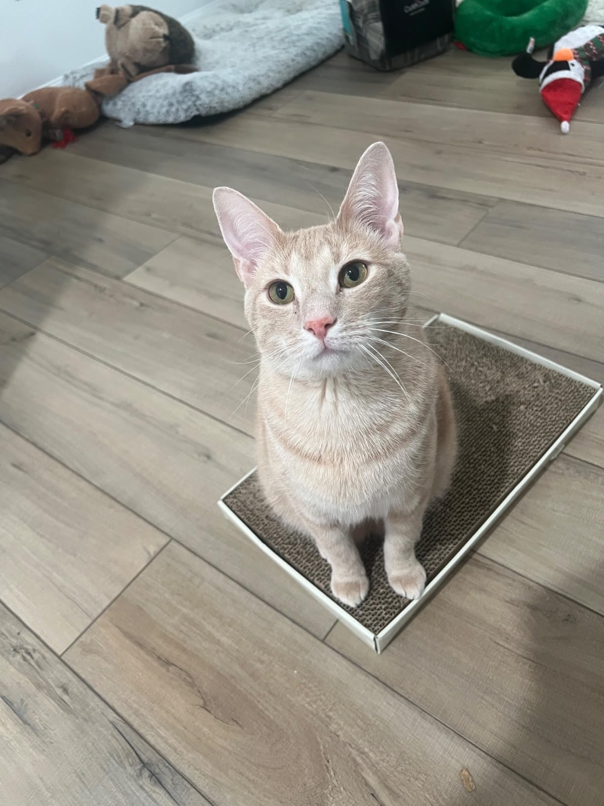 Amazon Basics Corrugated Cardboard Cat Scratcher, Scratching Board, Reversible, 17.4
