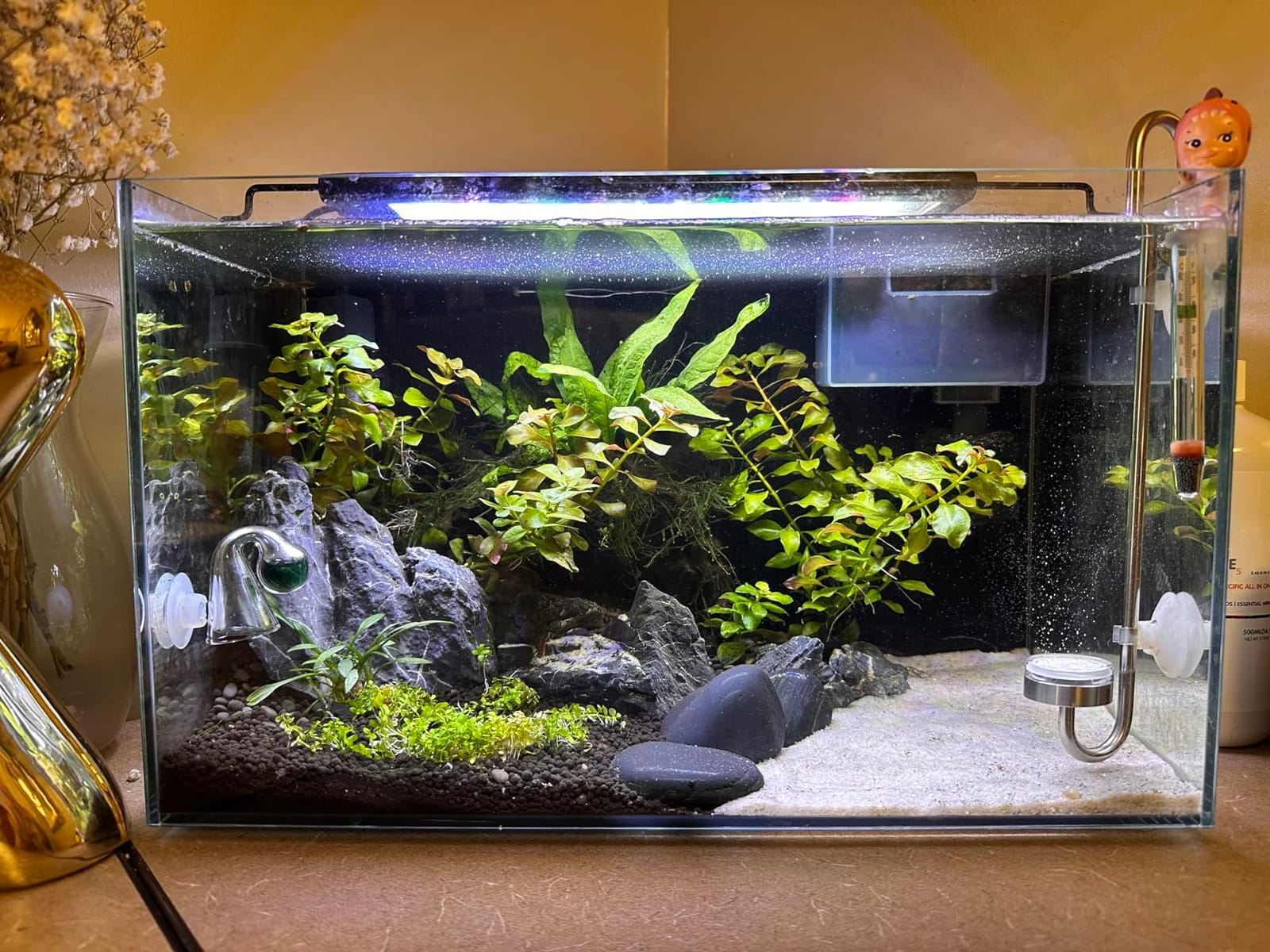 hygger Small Aquarium Betta Heater, Submersible Fish Tank Heater 10W/25W/50W/100W with LED Digital Display, Suitable for Marine Saltwater and Freshwater up to 5/10/16/26 Gallon customer photo 1